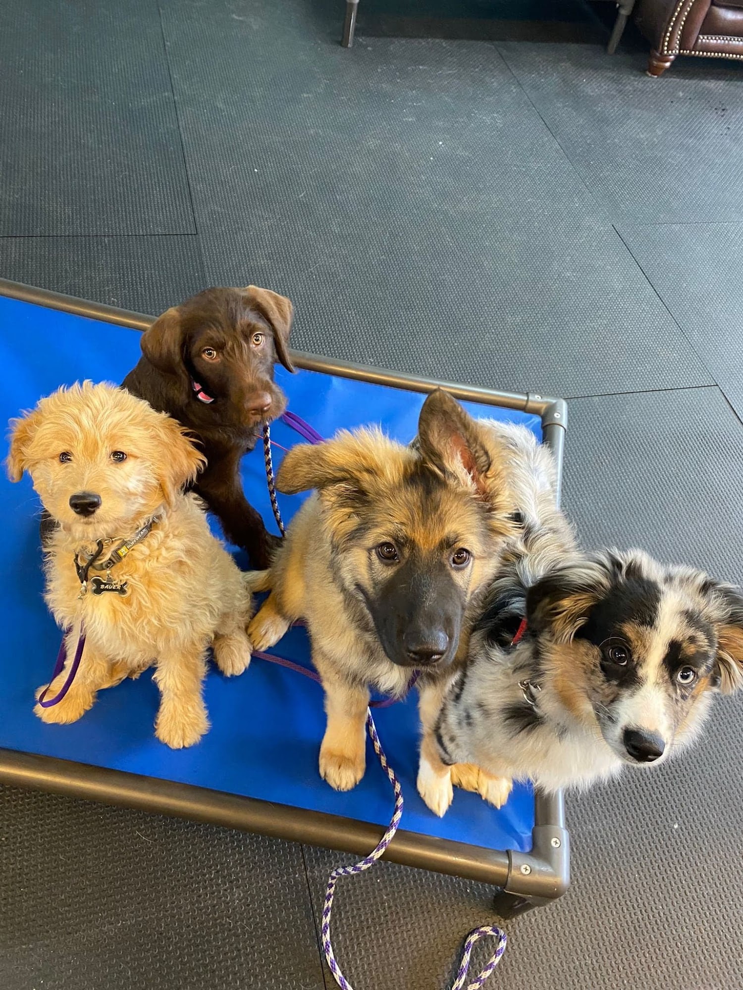 Crystal Clear Canine Training River Falls