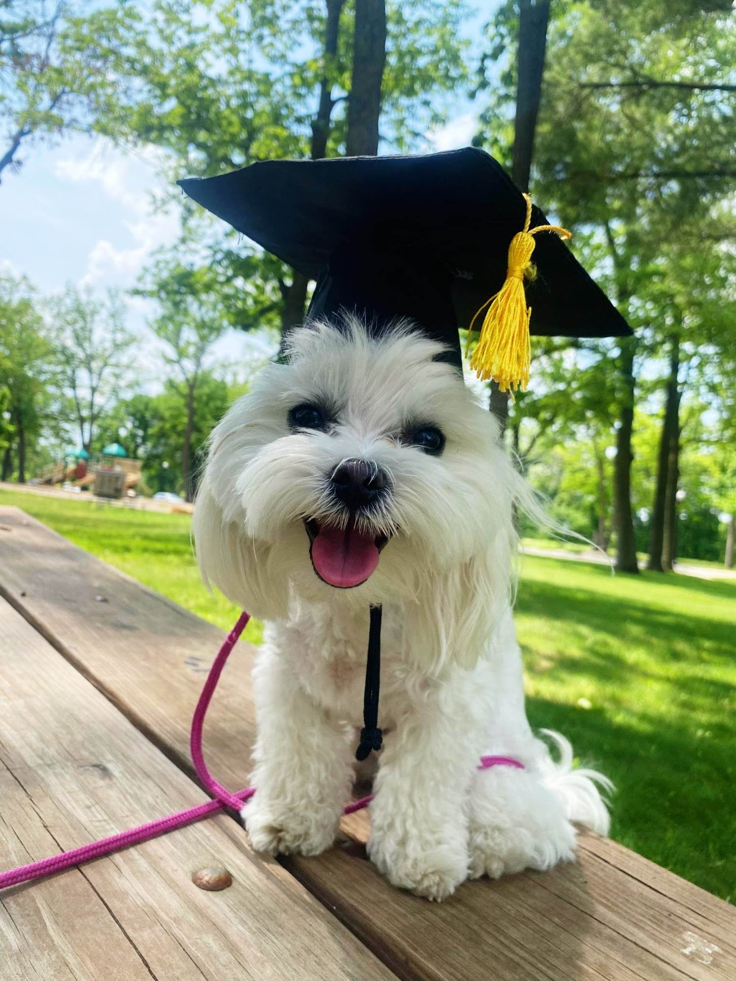 Crystal Clear Canine Training River Falls