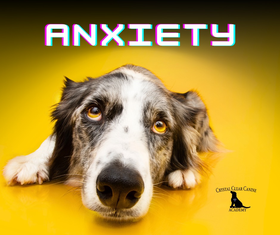 Crystal Clear Canine Training River Falls