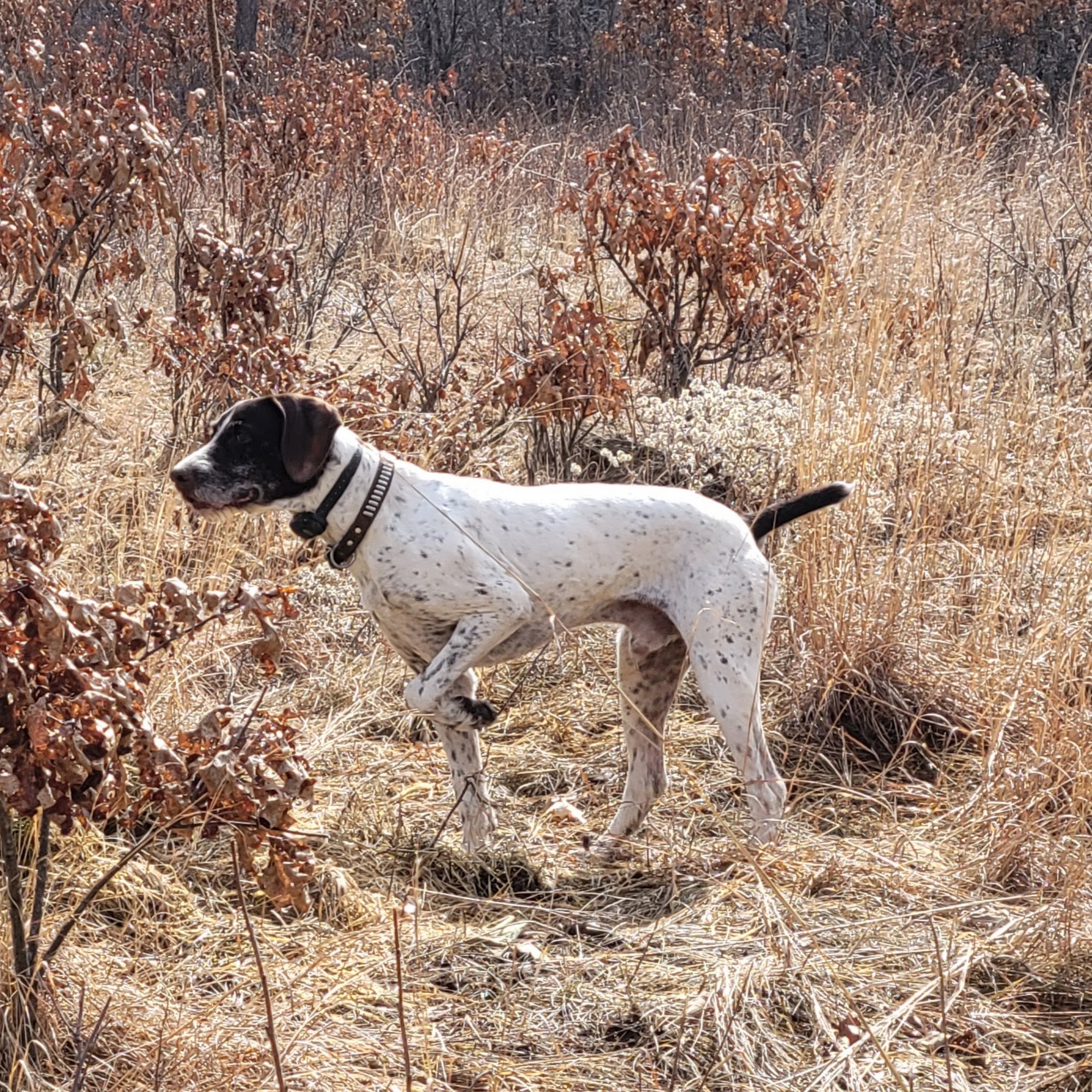 Captains Kennels Saint Croix Falls