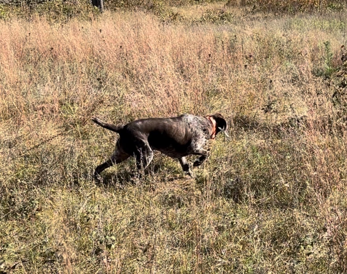 Captains Kennels Saint Croix Falls