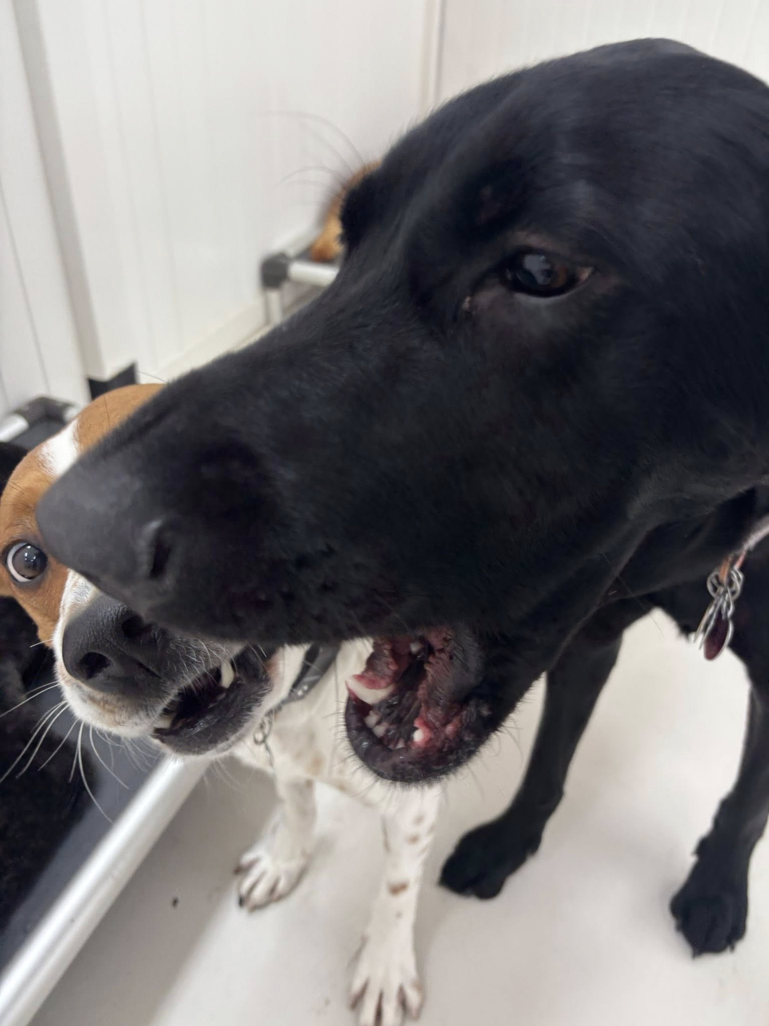 Dog City Hotel & Spa Saint Francis