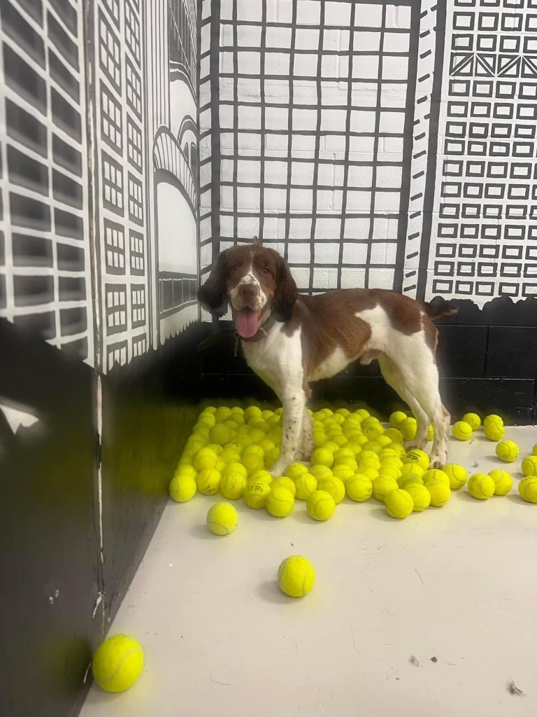 Dog City Hotel & Spa Saint Francis