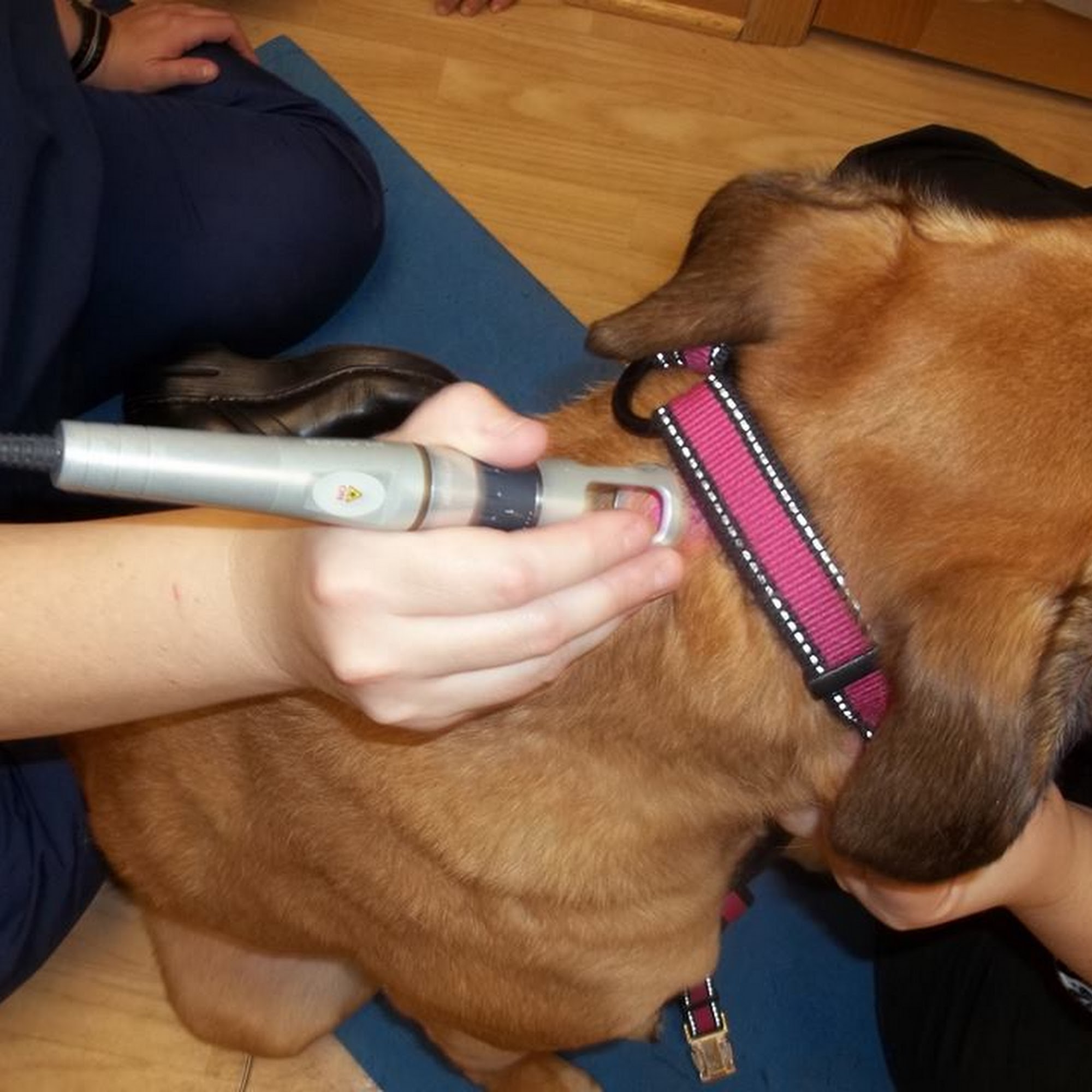 Westosha Veterinary Hospital Salem