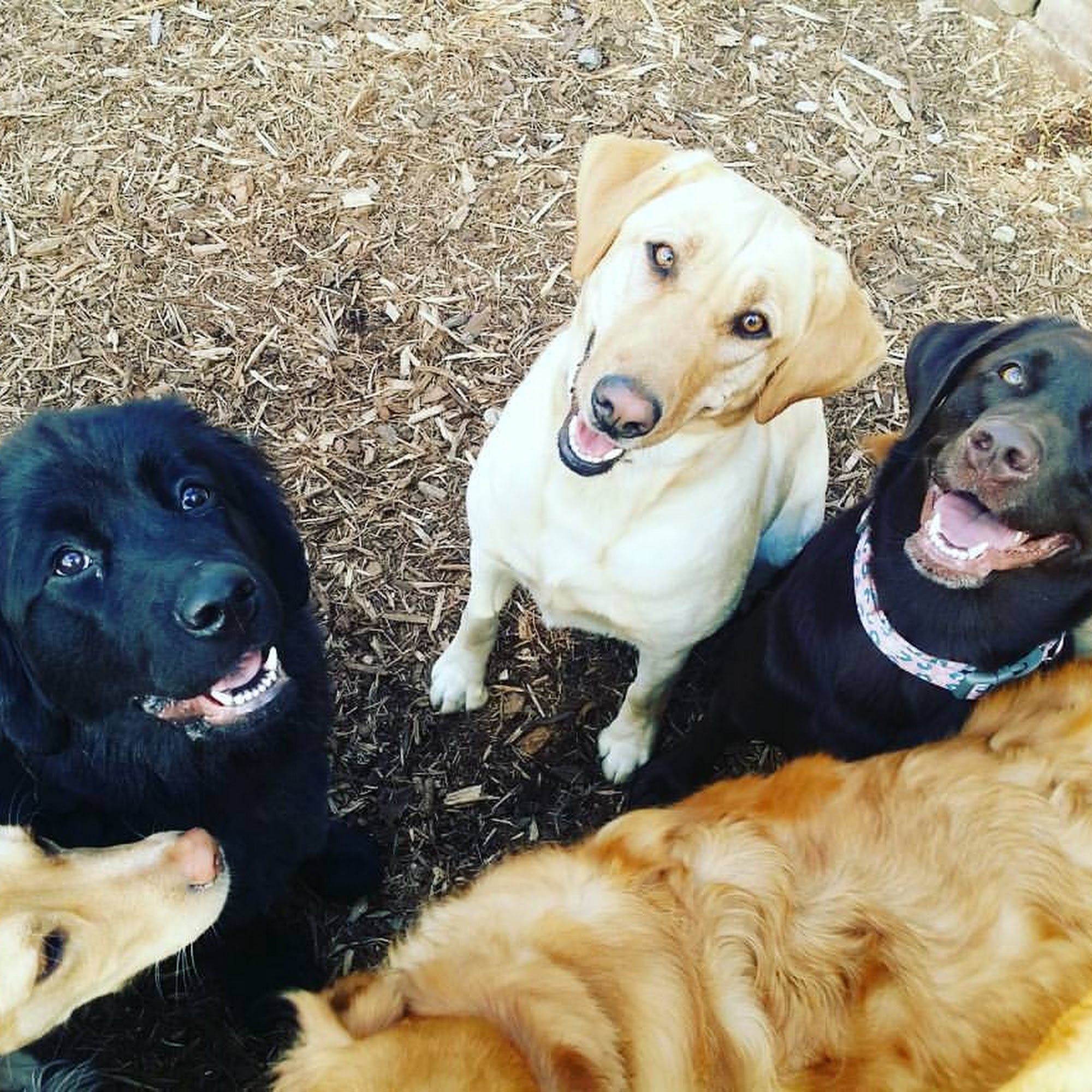 Cedarburg Pet Care LLC Saukville