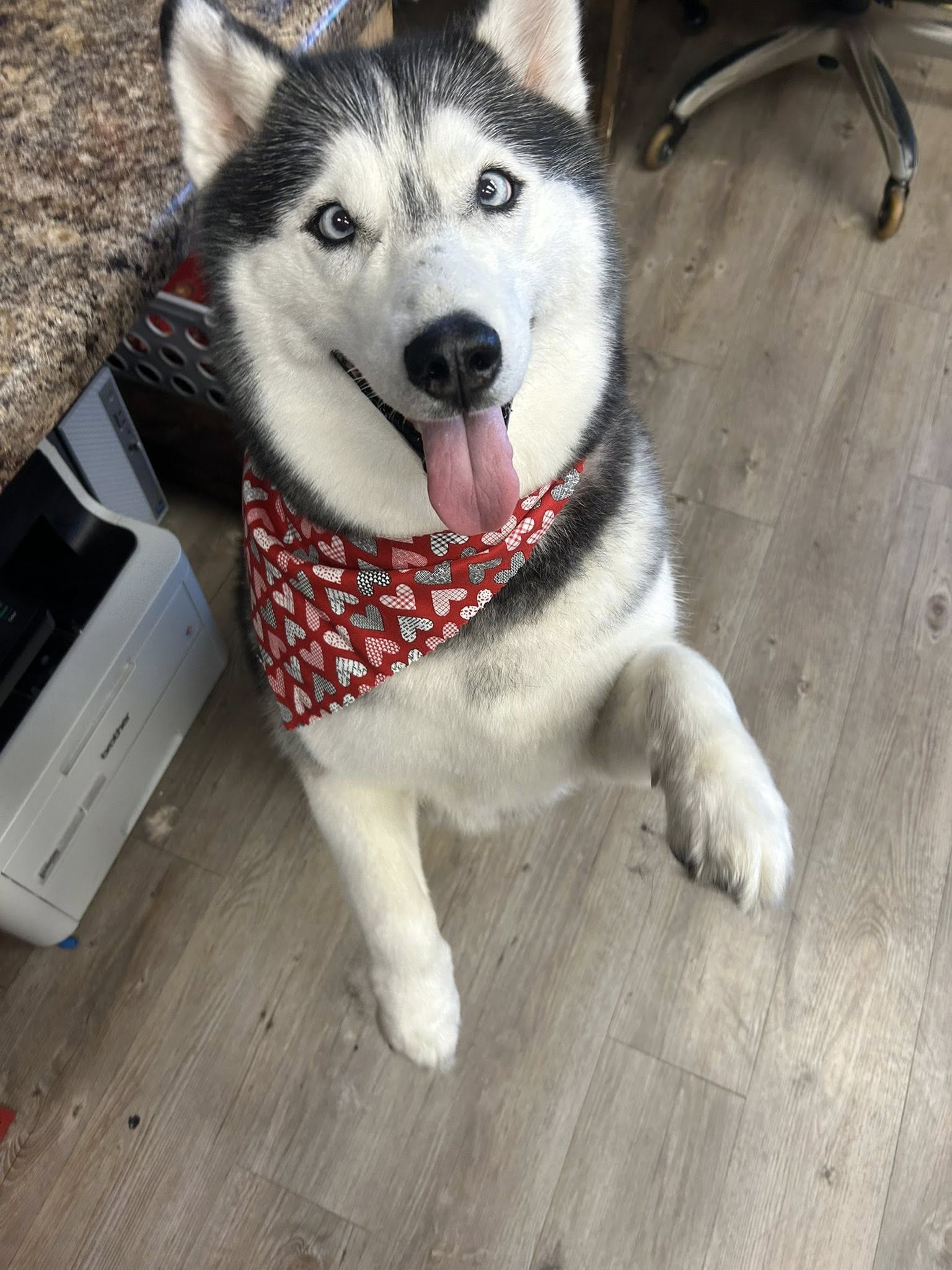 Pink Shears Pet Grooming Shawano