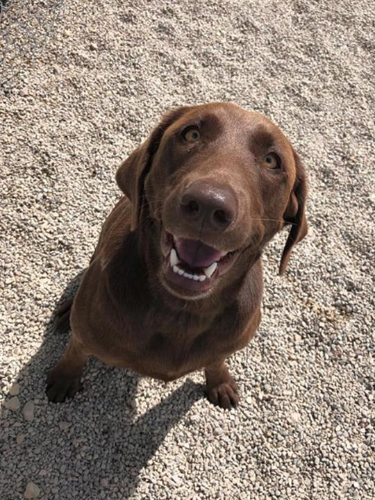 Pink Shears Pet Grooming Shawano