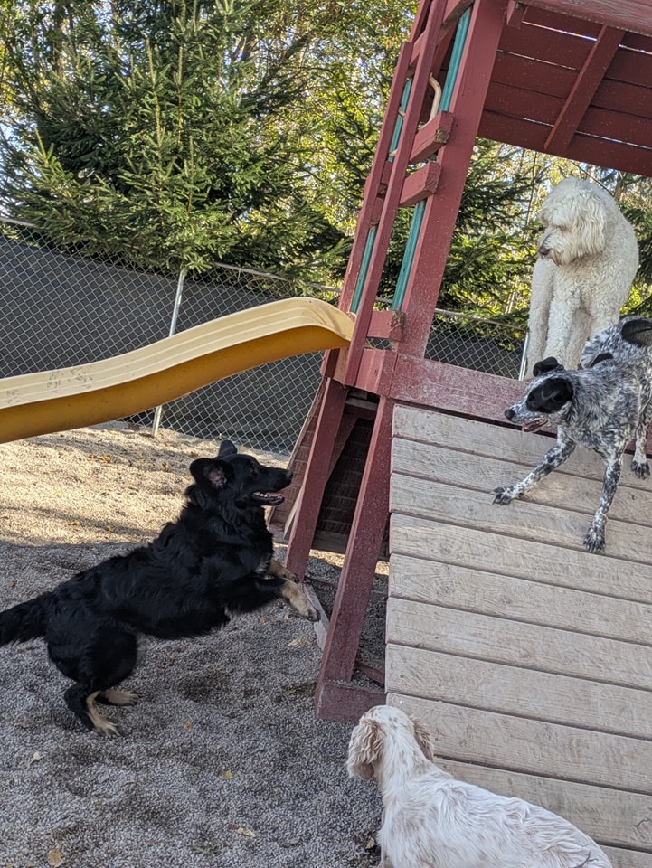 Pink Shears Pet Grooming Shawano