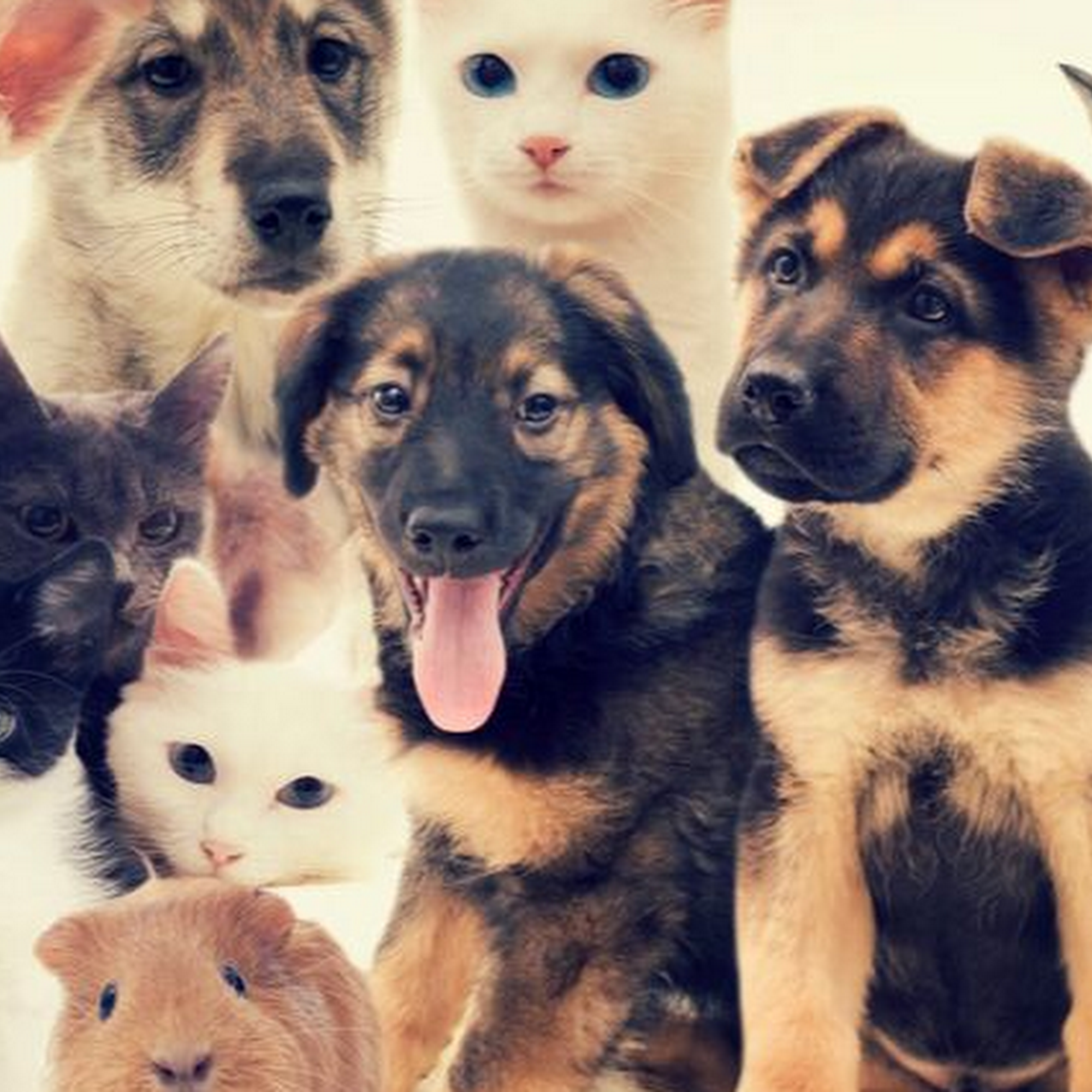 Humane Society of Sheboygan County Sheboygan