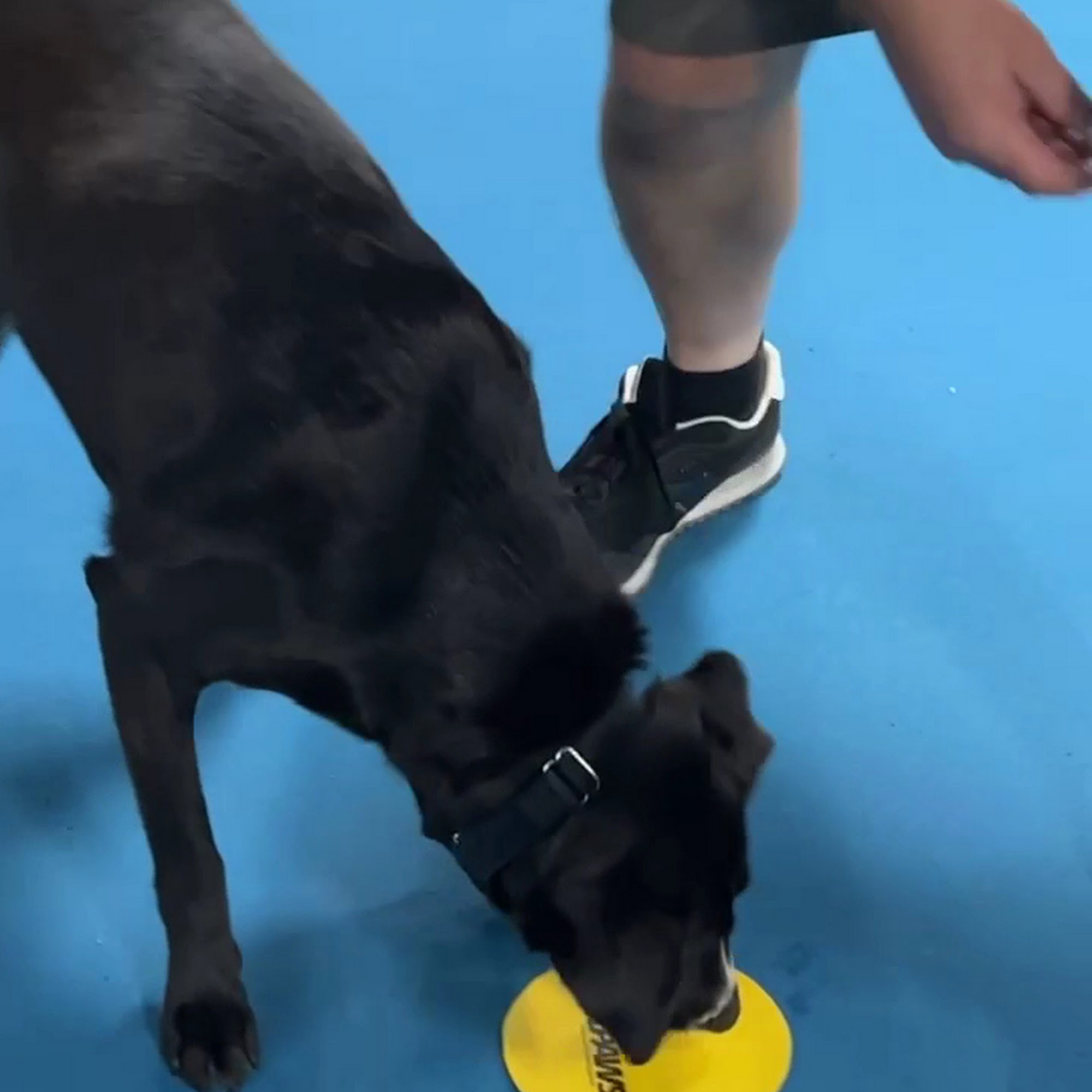 Sheboygan Dog Training Club Sheboygan