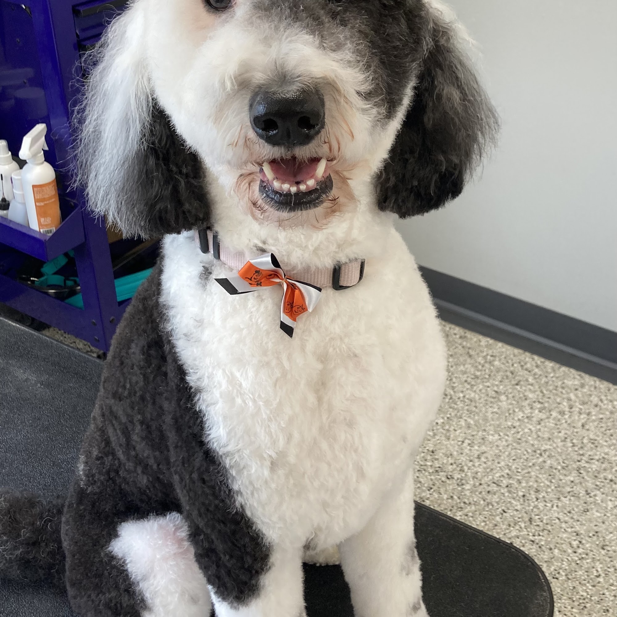 Golden Glitters Grooming Sheboygan