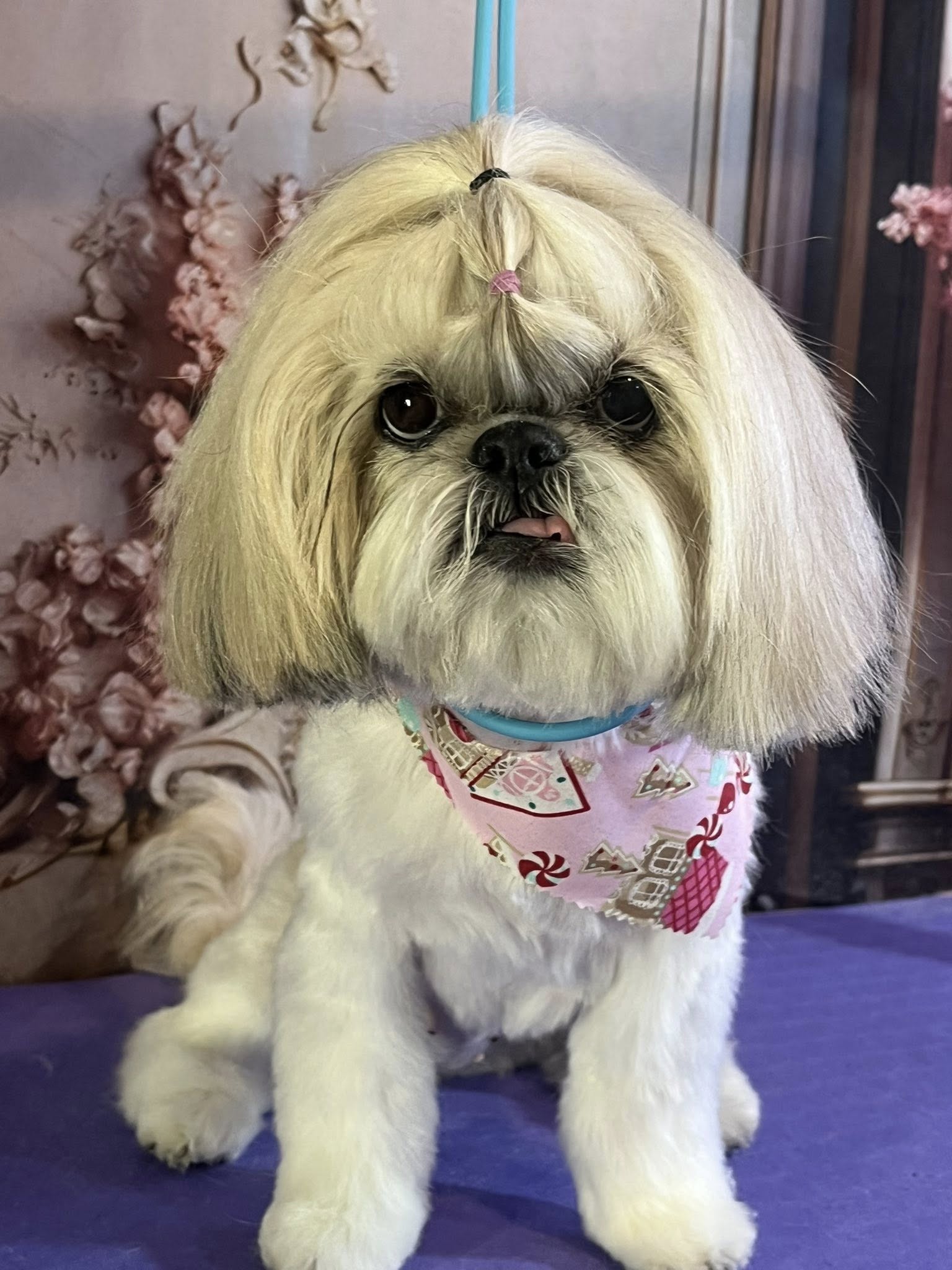 Punky Pets Grooming Sheboygan