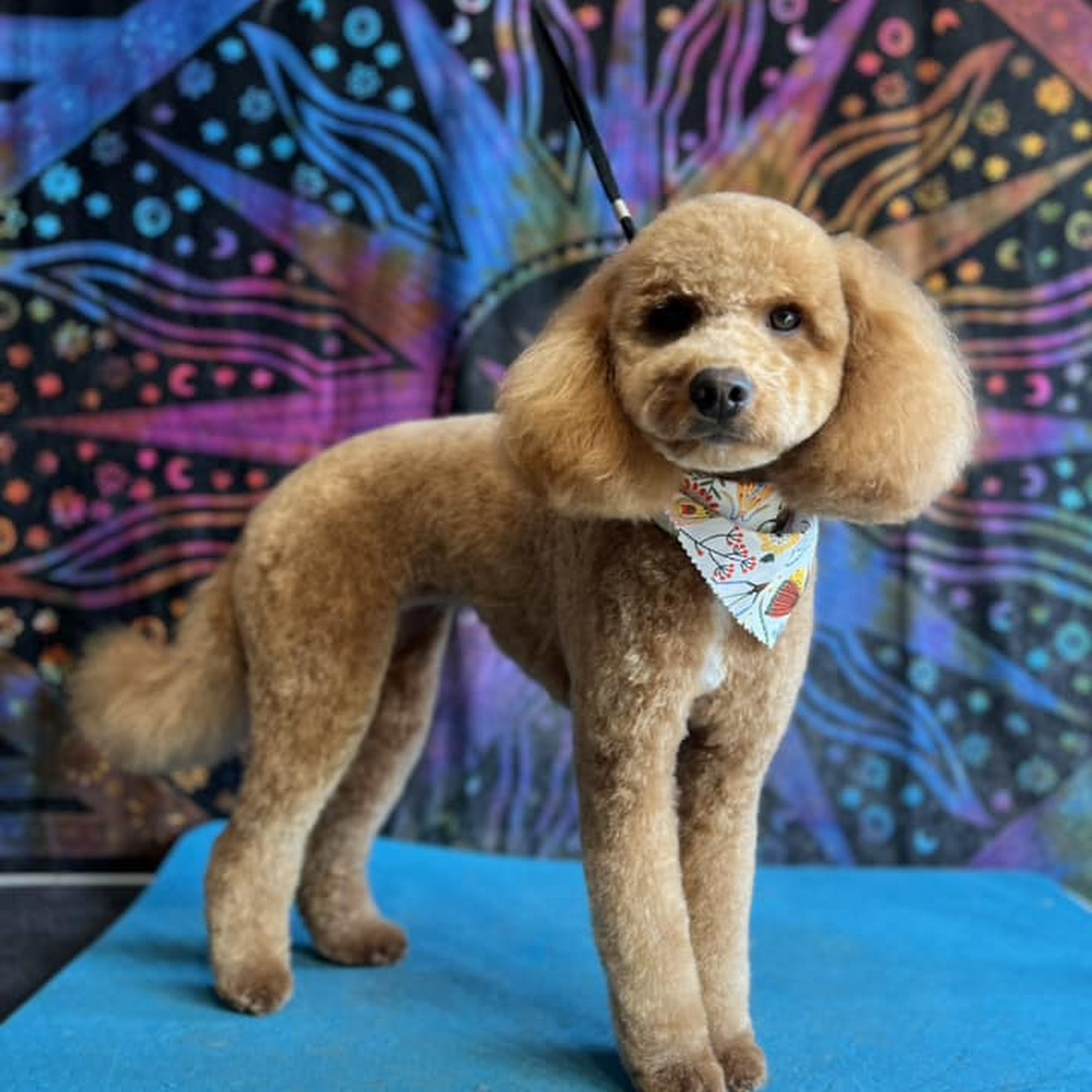 Punky Pets Grooming Sheboygan