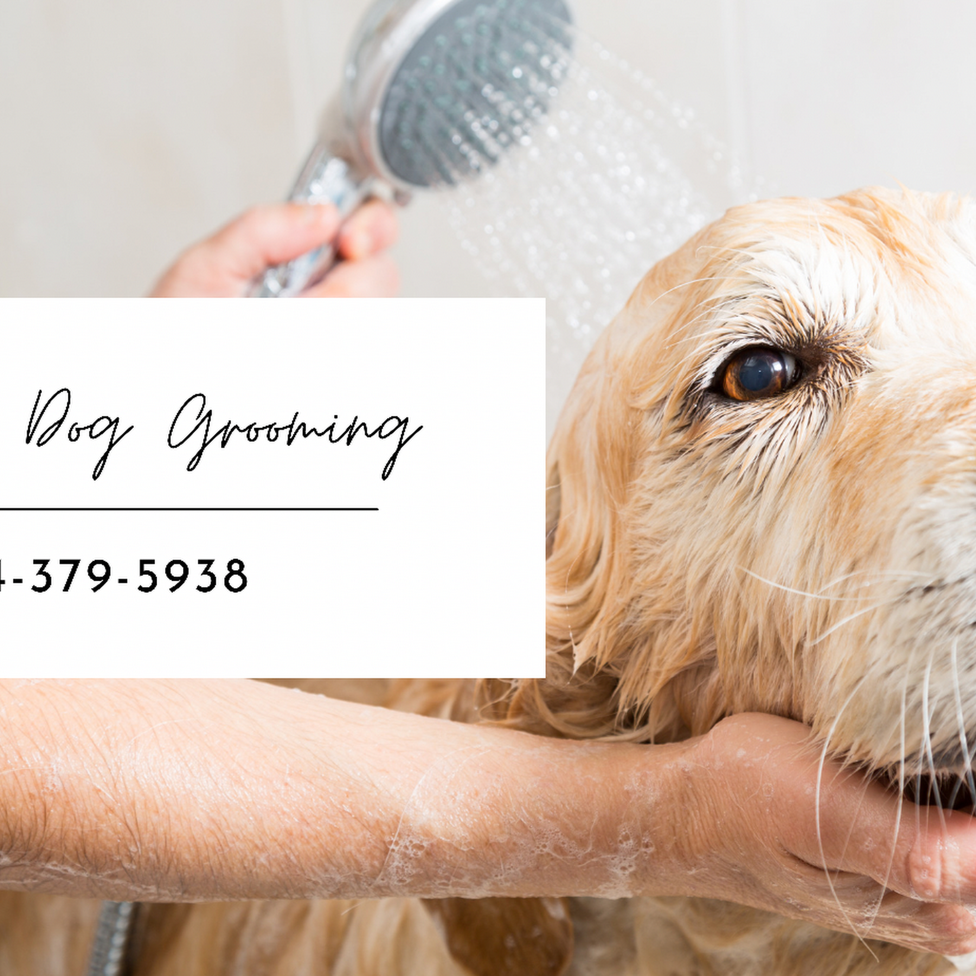 A Green Dog Grooming South Milwaukee