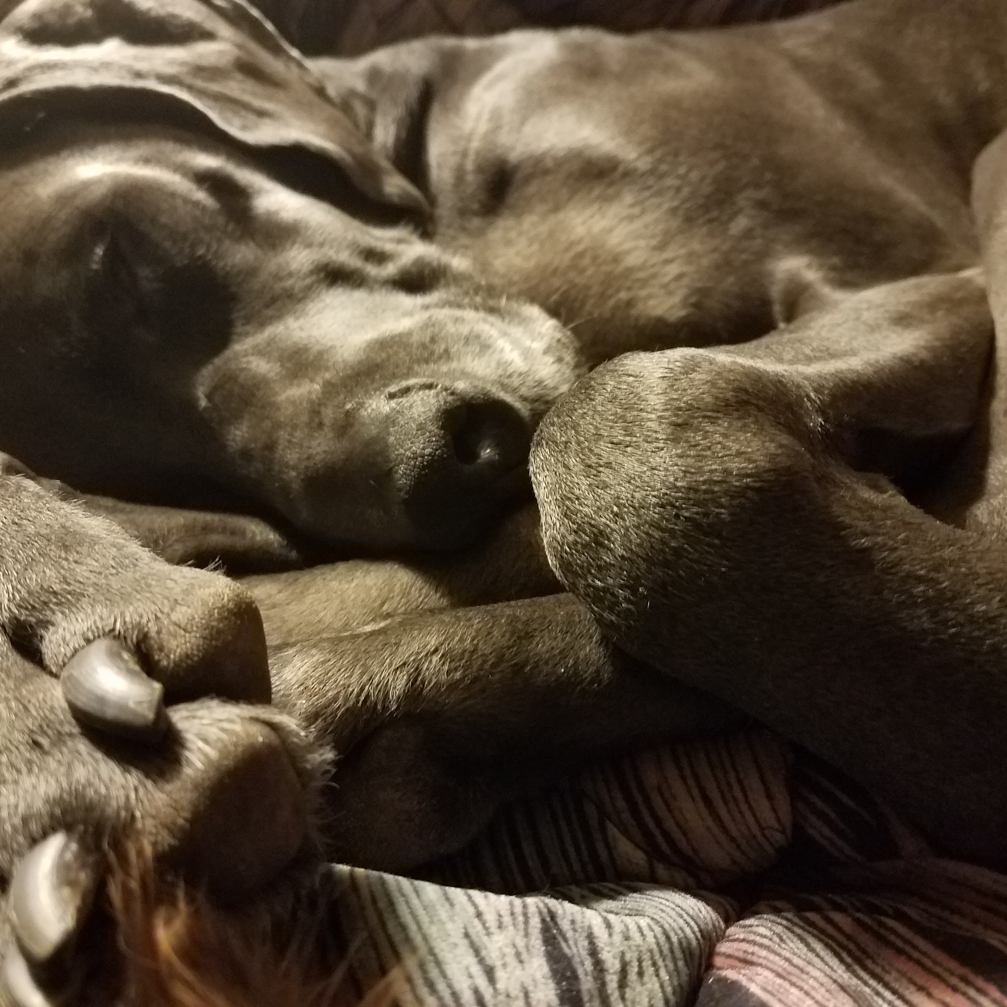 Brew City Pet Services, LLC South Milwaukee