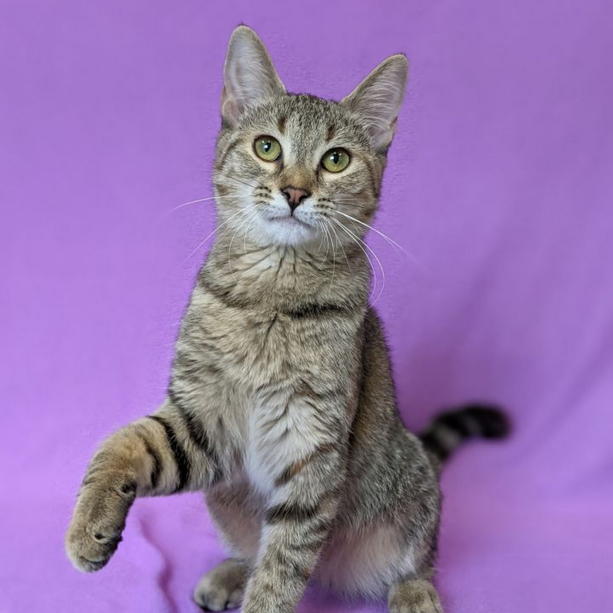 Morganside Veterinary Clinic Sparta