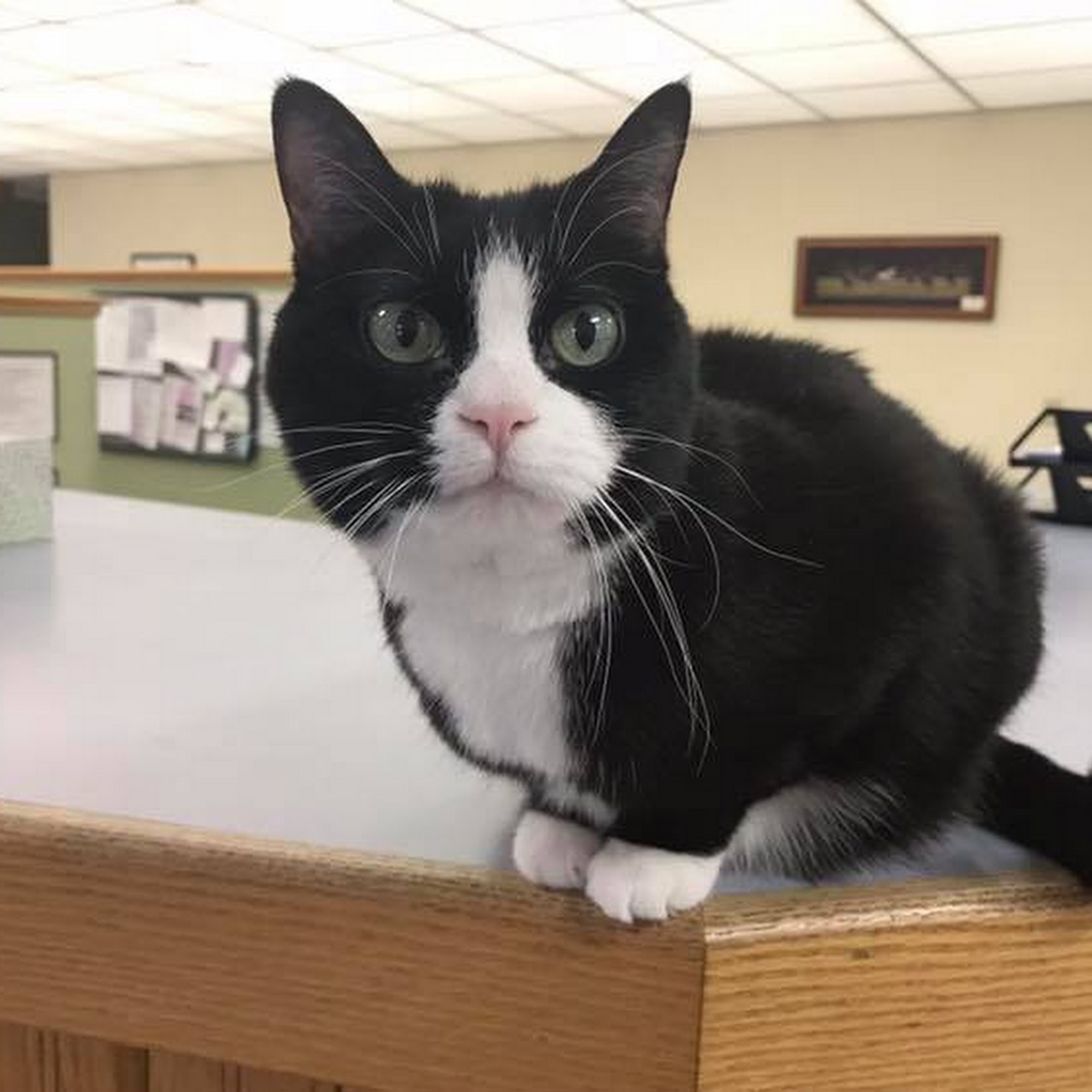 Sparta Small Animal Veterinary Clinic, S.C. Sparta