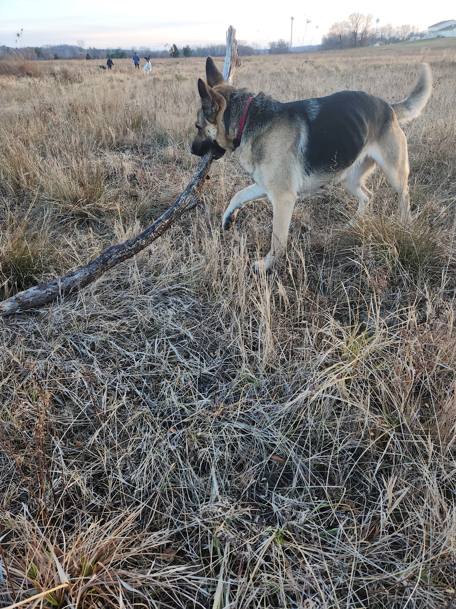 Monroe County Animal Shelter Sparta