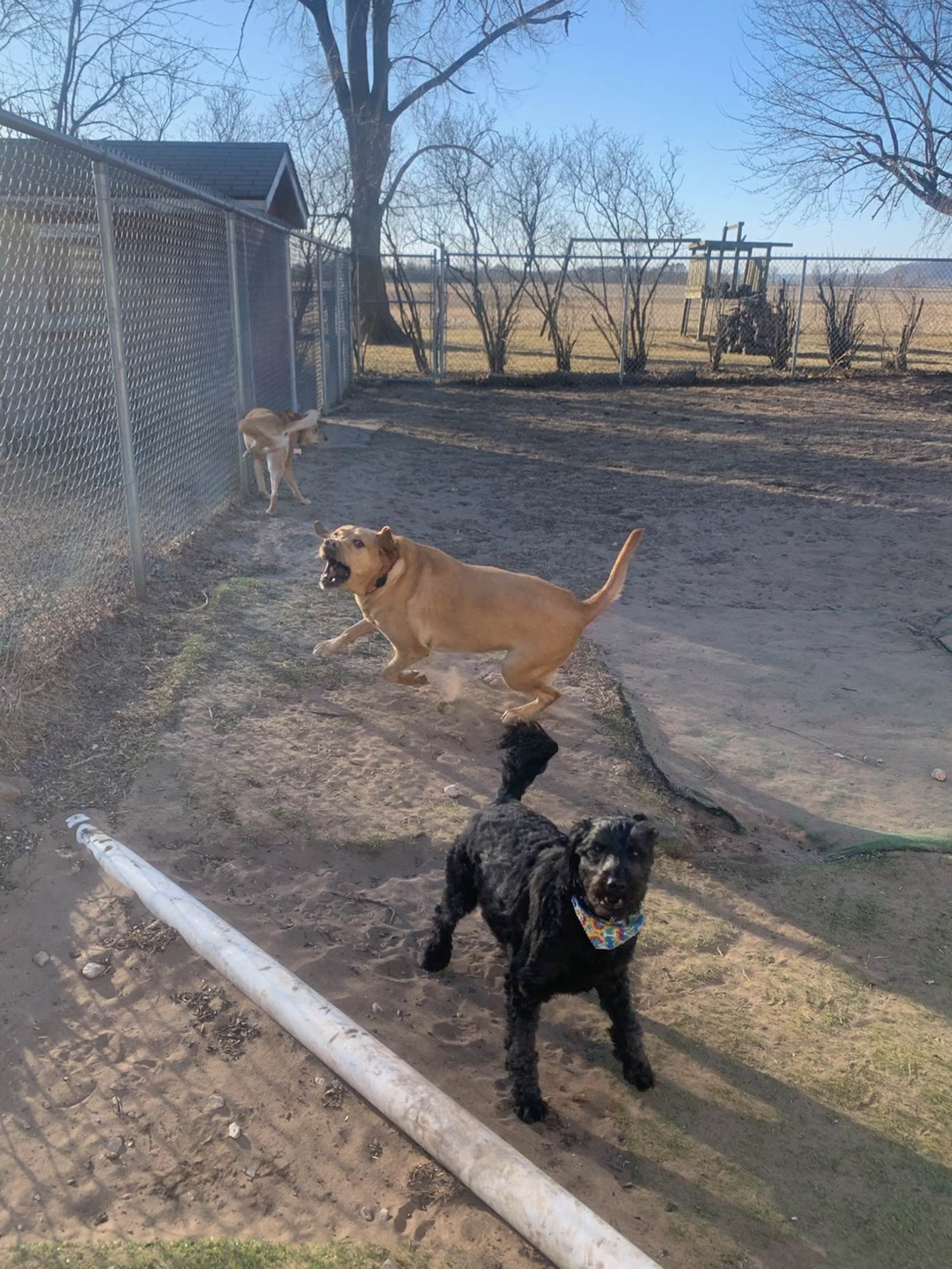 Shadyside Kennels, L.L.C. Spring Green