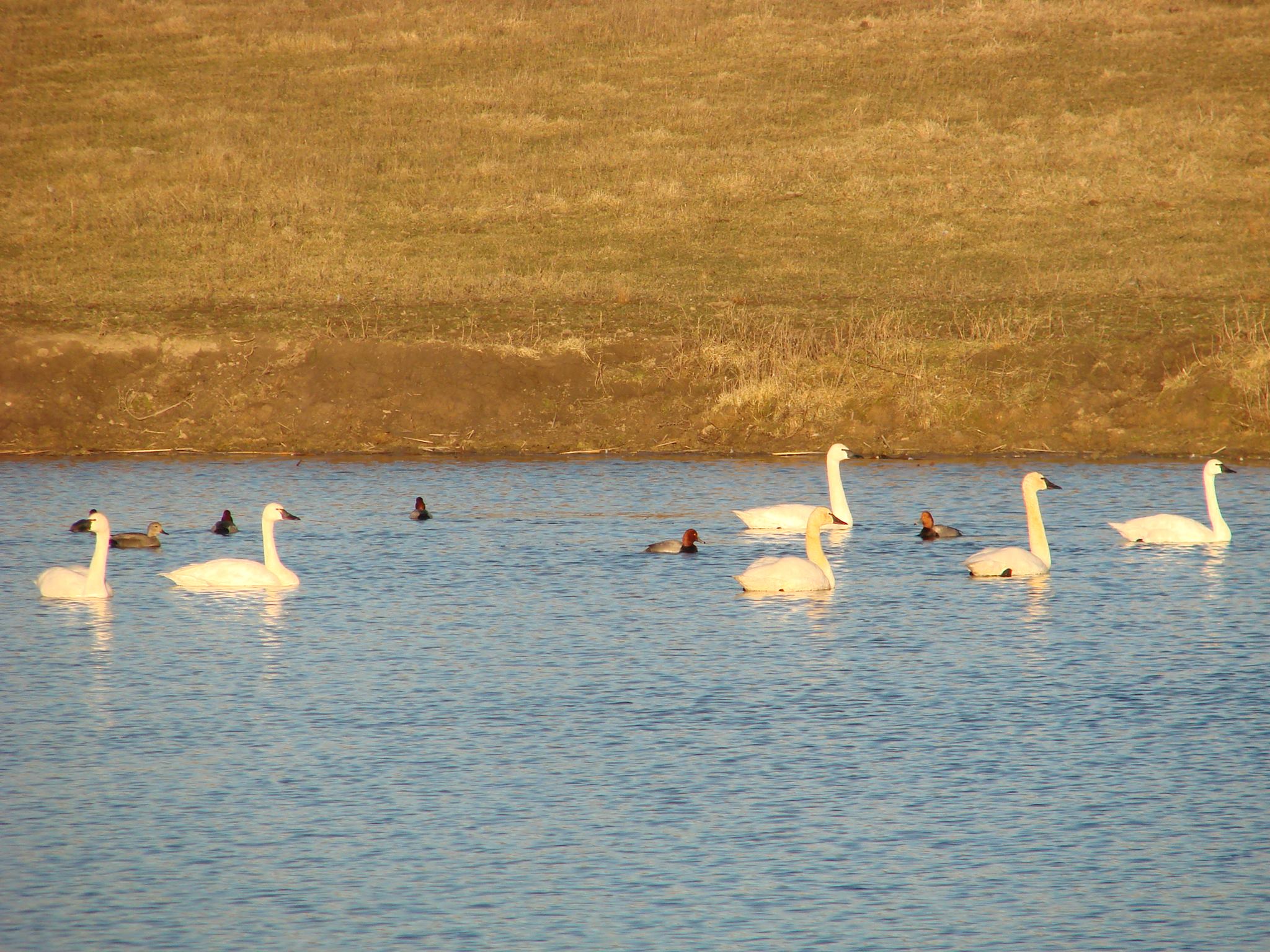 Outdoor Dimensions, LLC. W4055 770th Ave, Spring Valley Wisconsin 54767