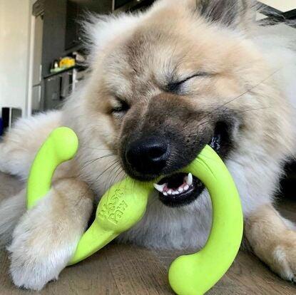 Companion Shop Stevens Point