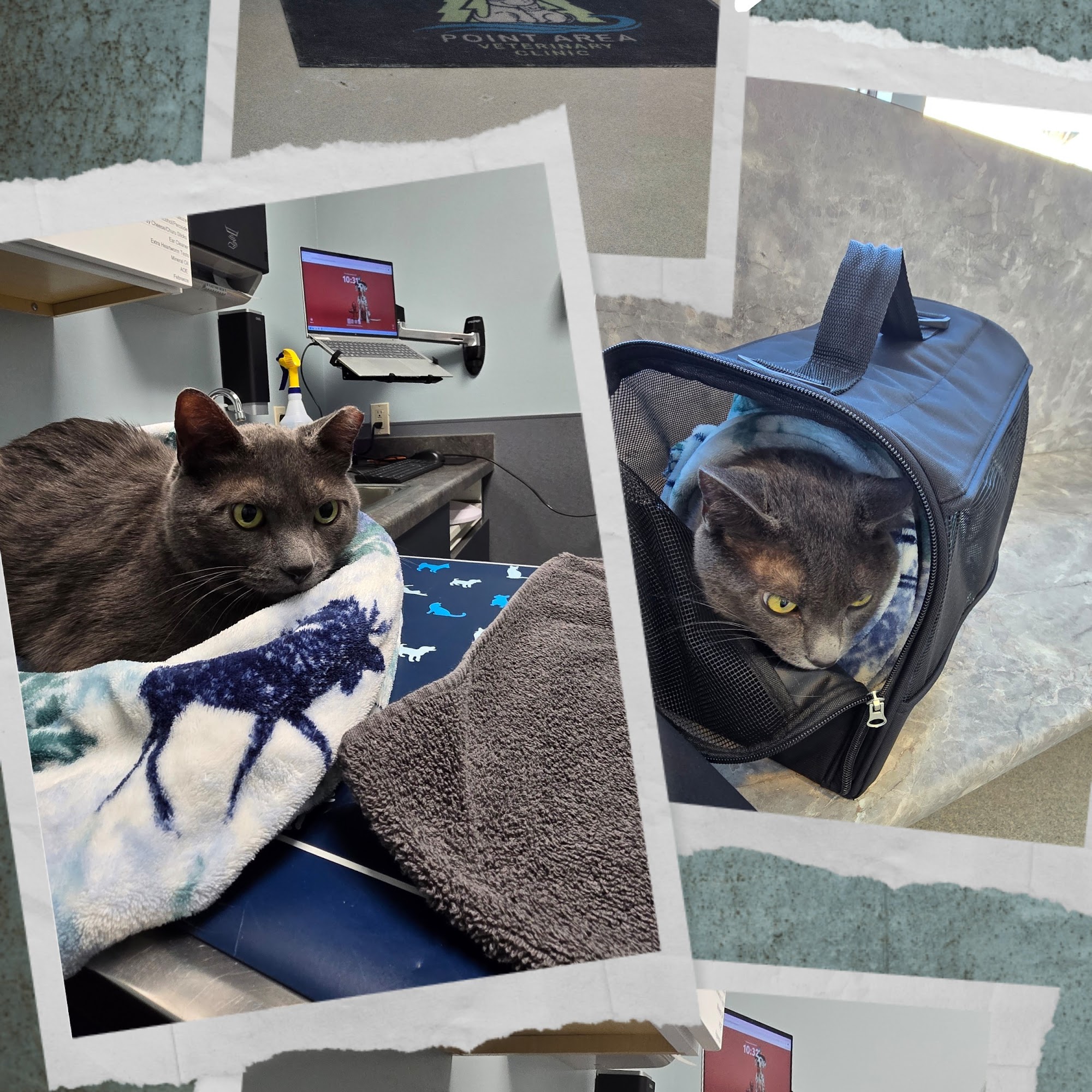 Point Area Veterinary Clinic Stevens Point