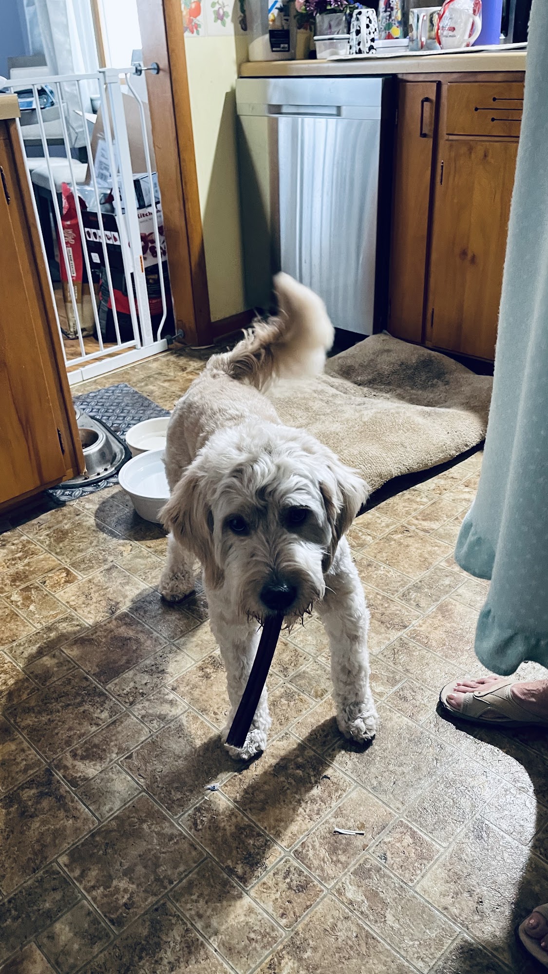 4 Paw Pet Care Stevens Point