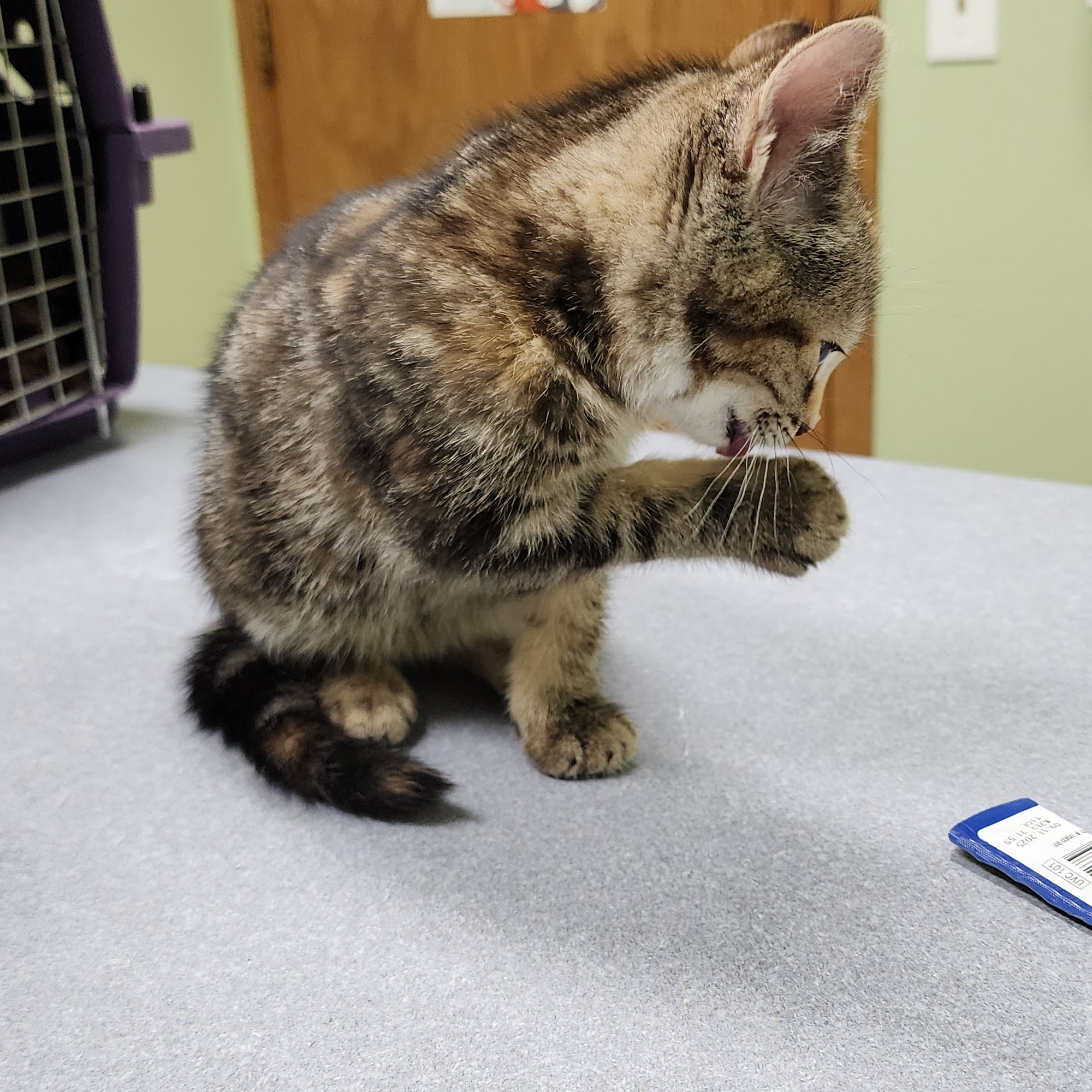 Chalet Veterinary Clinic Stoughton