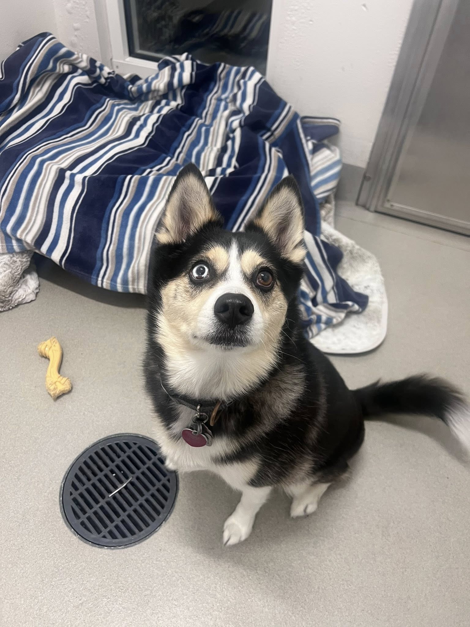 Quarry Kennels Stoughton