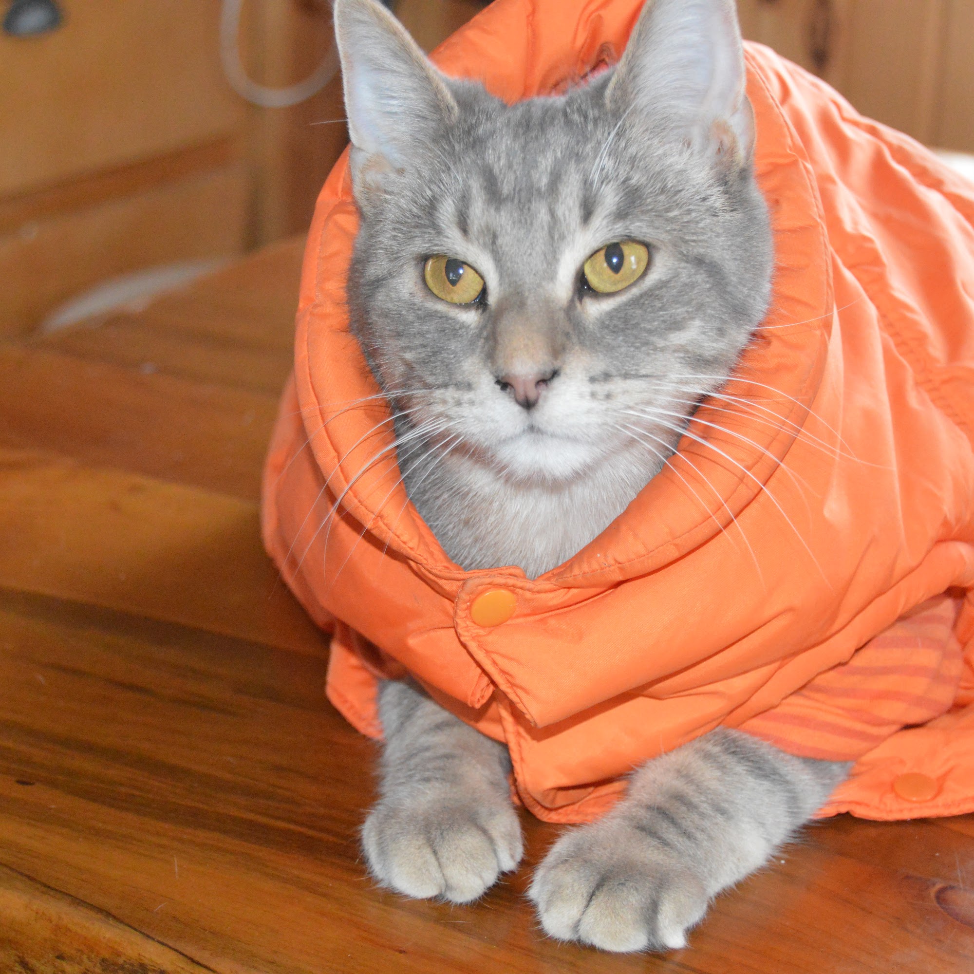 Blue Skies Large & Small Animal Clinic LLC Stratford