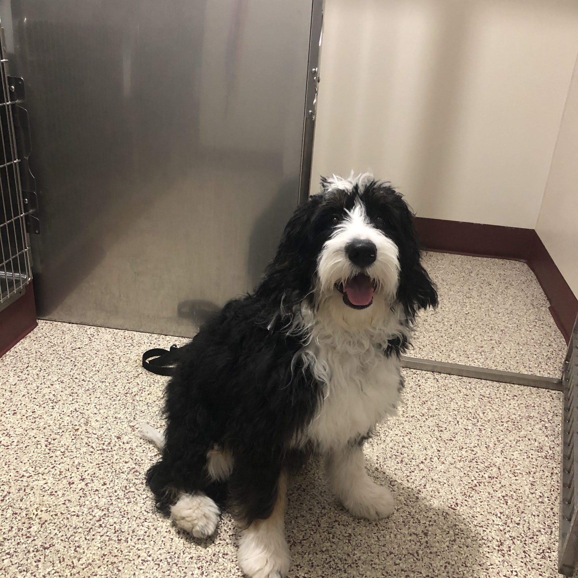 Bayside Vet Clinic Sturgeon Bay