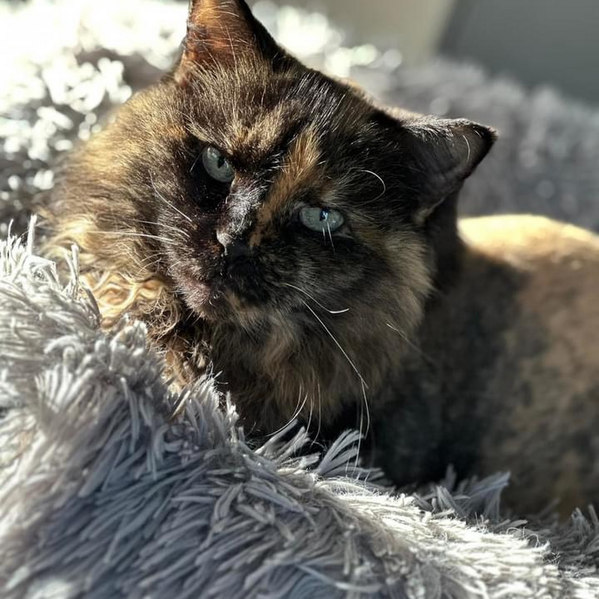 Animal, Clinic, Of, Sturgeon, Bay. Sturgeon Bay