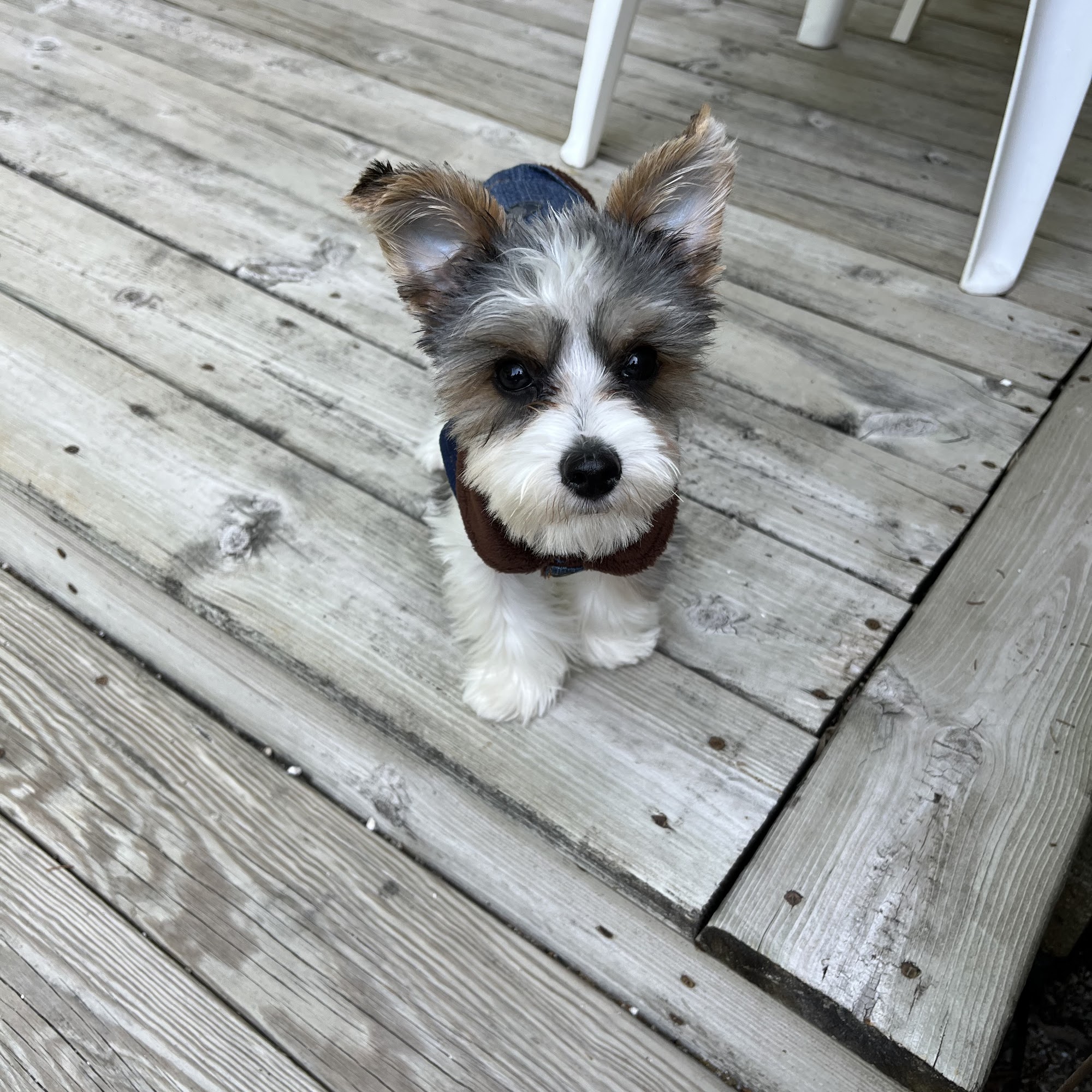 Door County Veterinary Hospital Sturgeon Bay