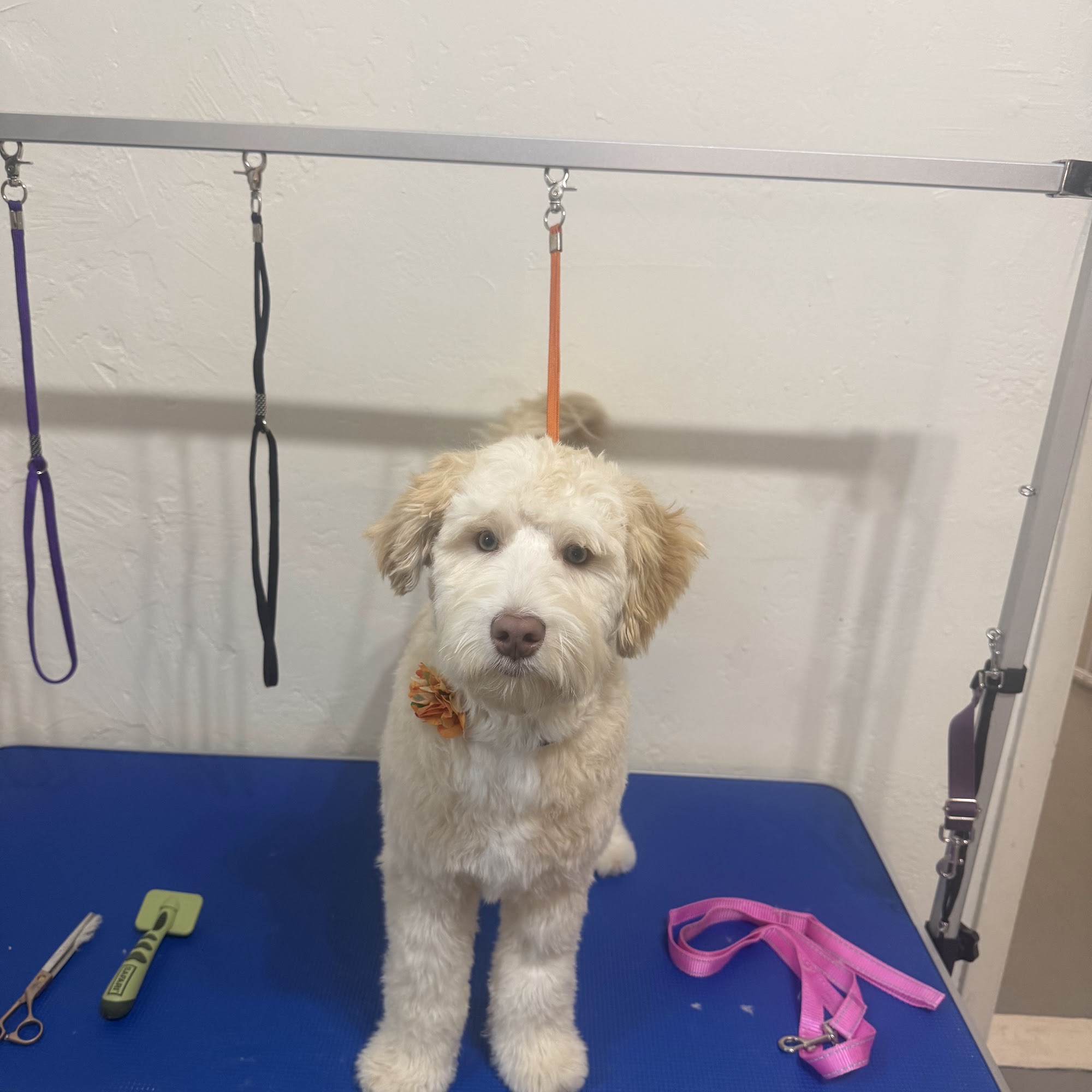 The Paw Spa Grooming LLC 41 W Maple St, Sturgeon Bay, WI 54235