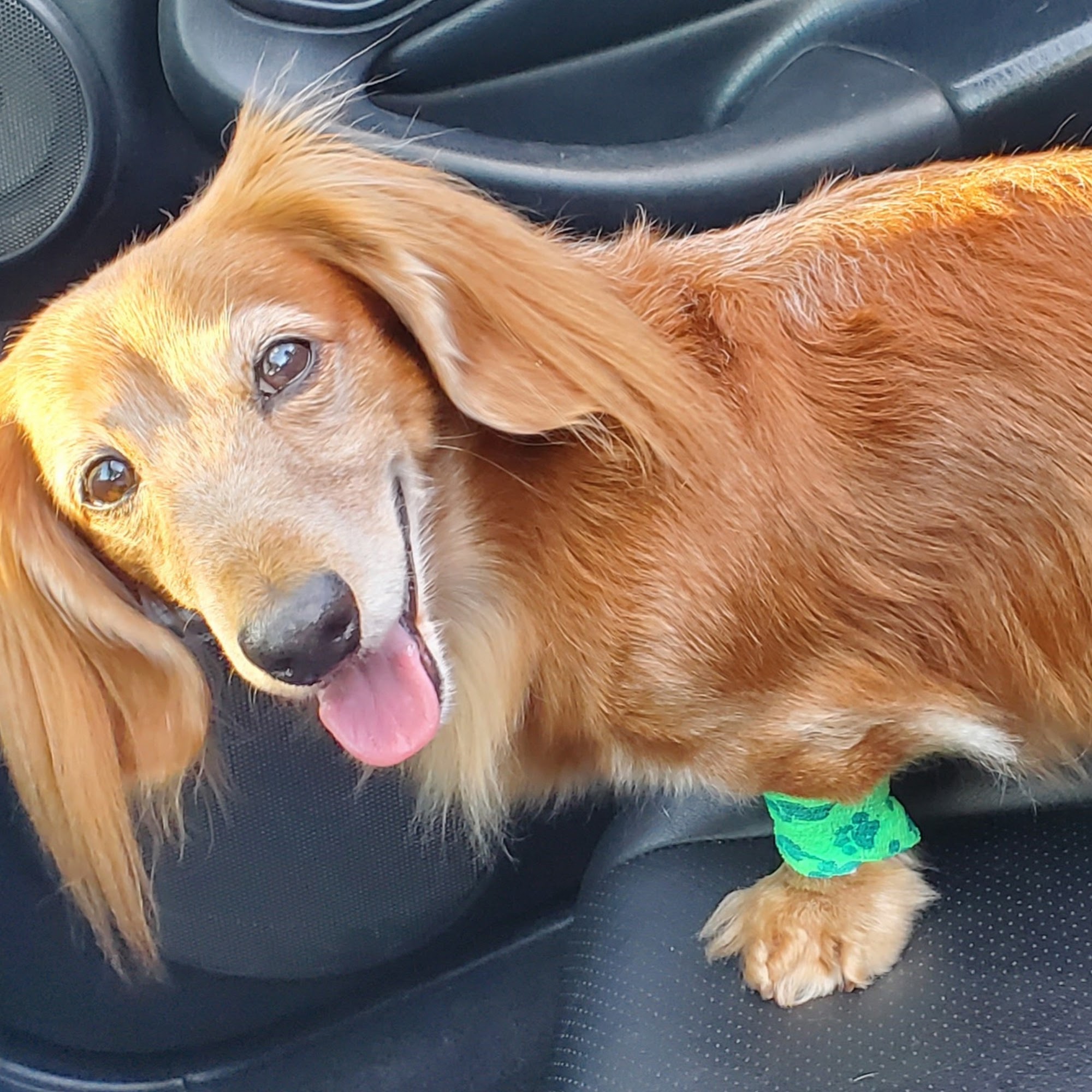 For Pets' Sake Vet Clinic Inc Sturtevant