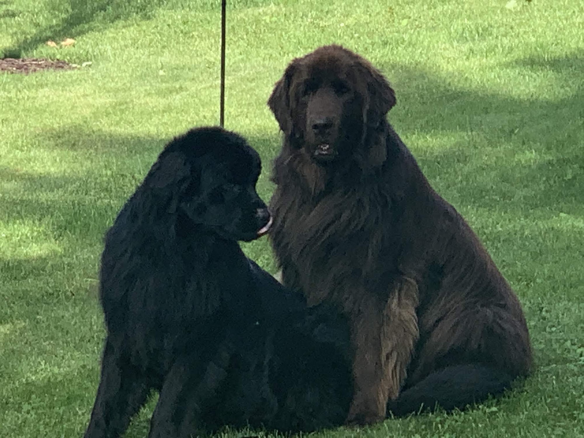 Lucky Dog Daycare Sun Prairie