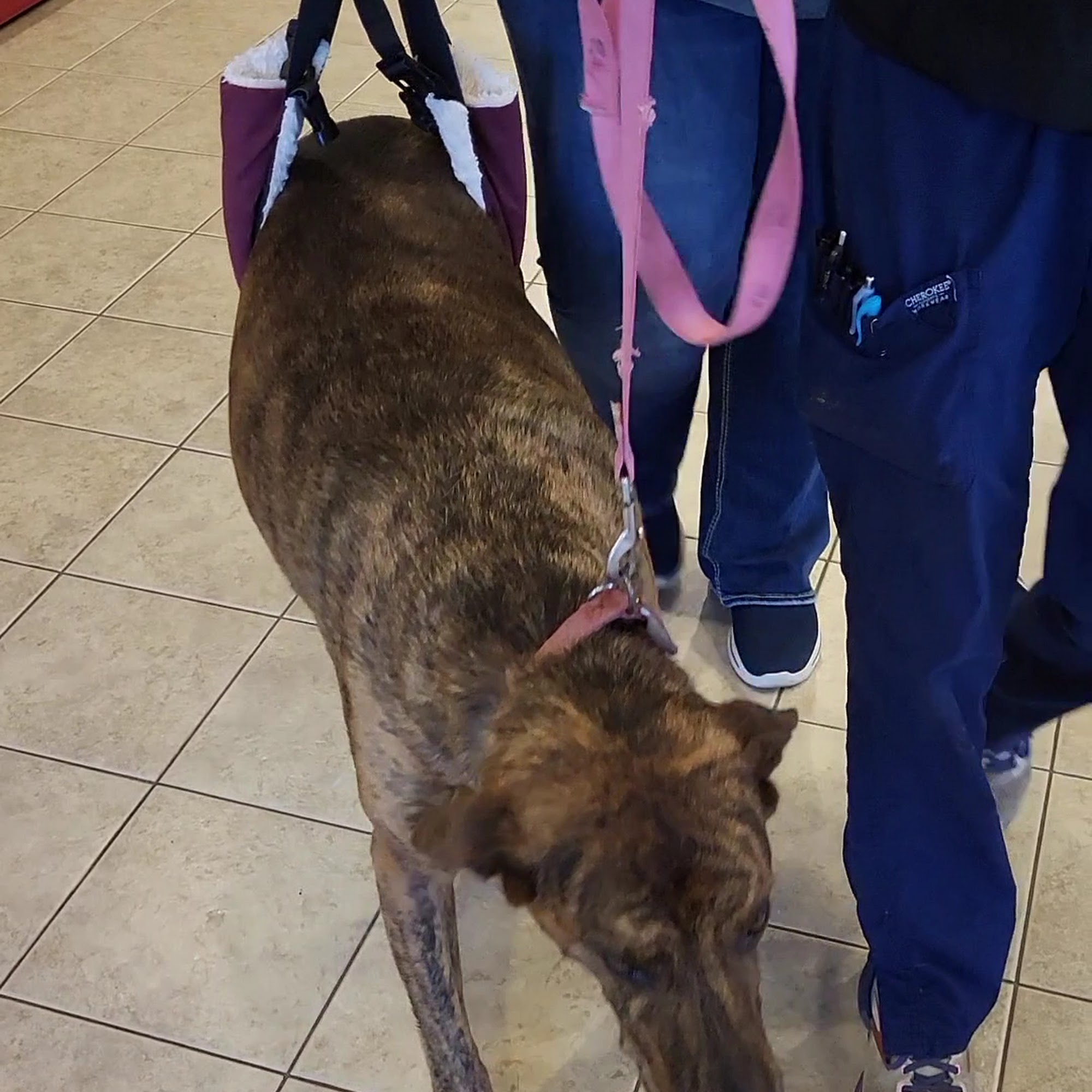 Superior Animal Hospital Superior