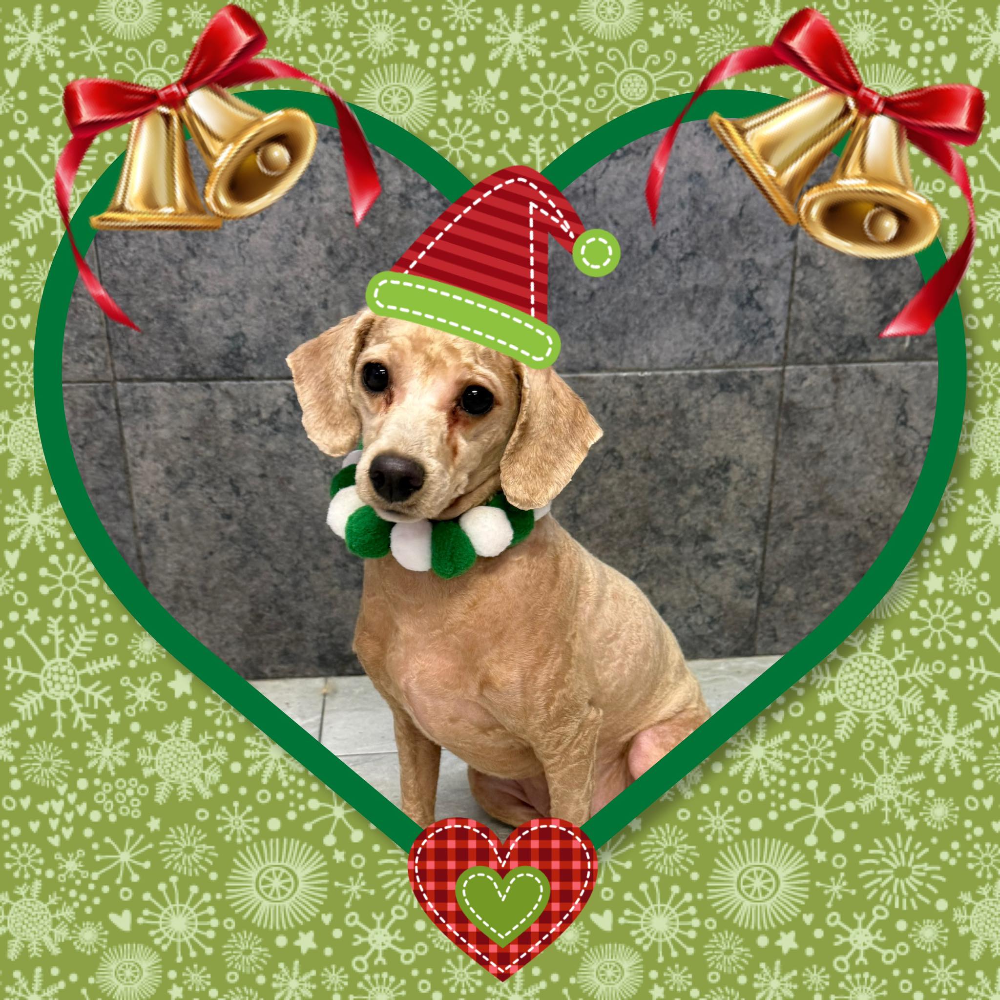 Miranda's Smooch A Pooch Salon Superior