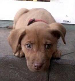 Happy Tails Pet Services Inc