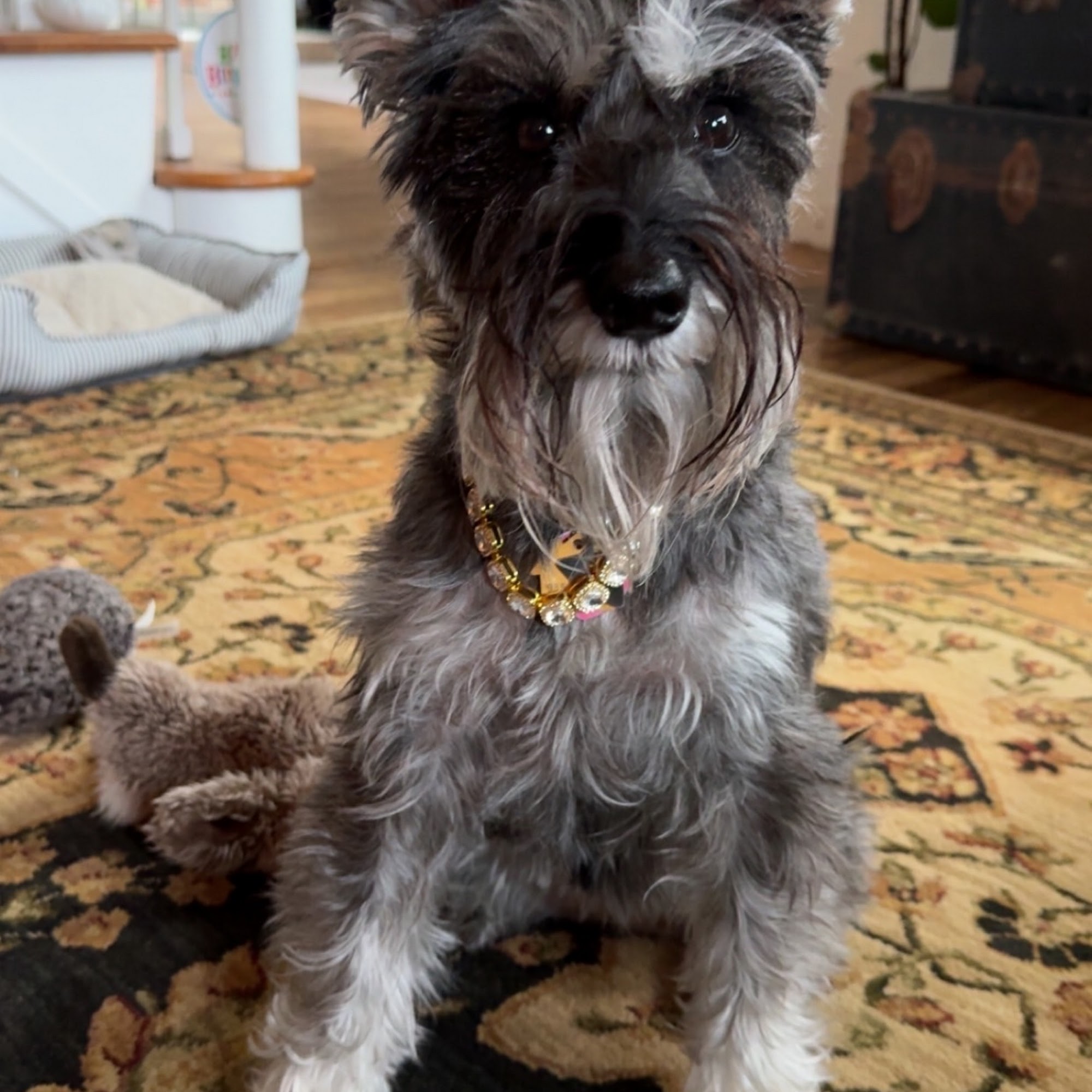 Thiensville-Mequon Small Animal Clinic Thiensville