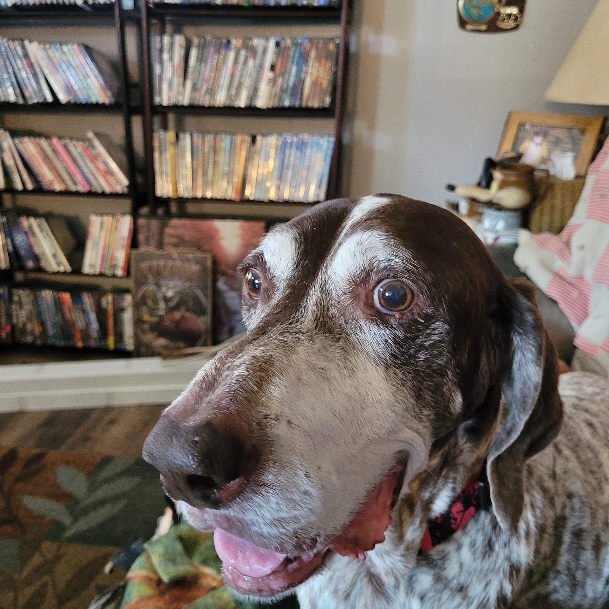 Tomah Veterinary Clinic Tomah