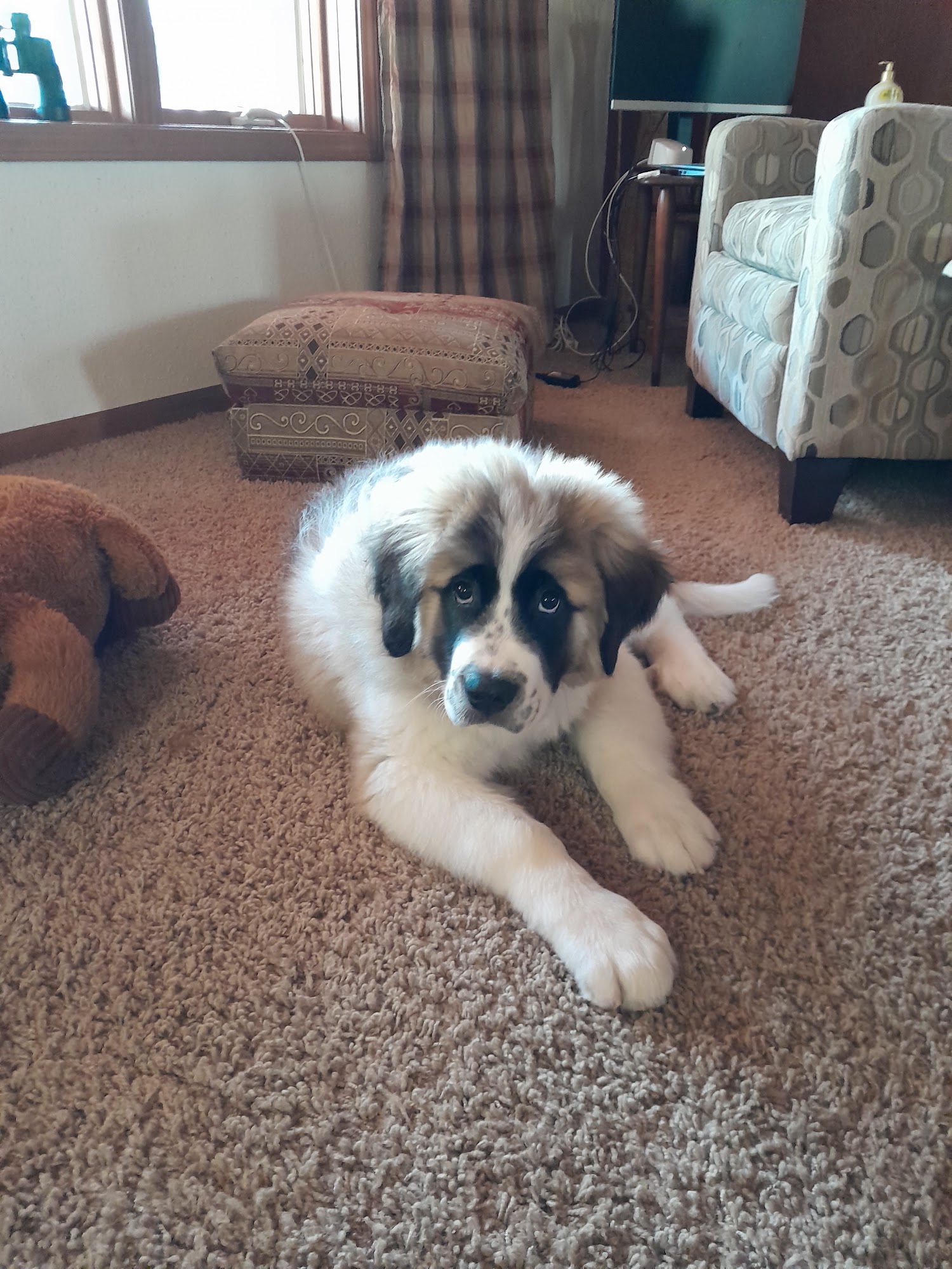 ZEA Pet Supplies Tomah