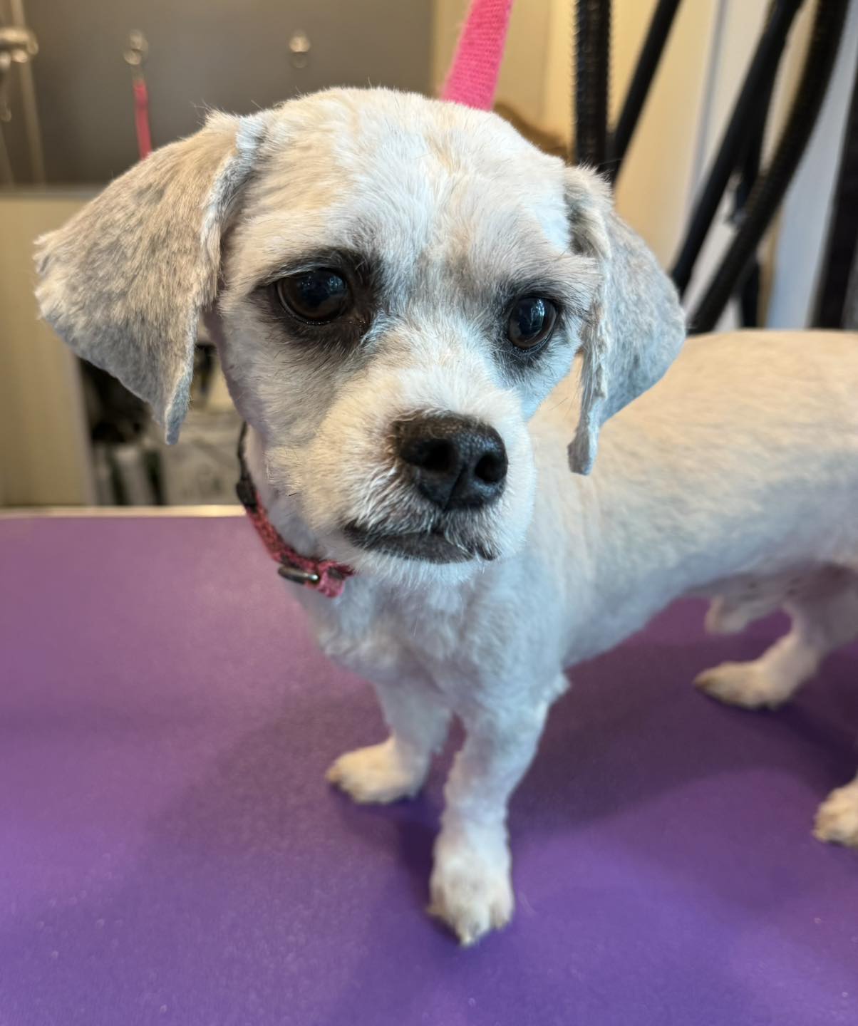 Shoreline Pets, LLC Two Rivers