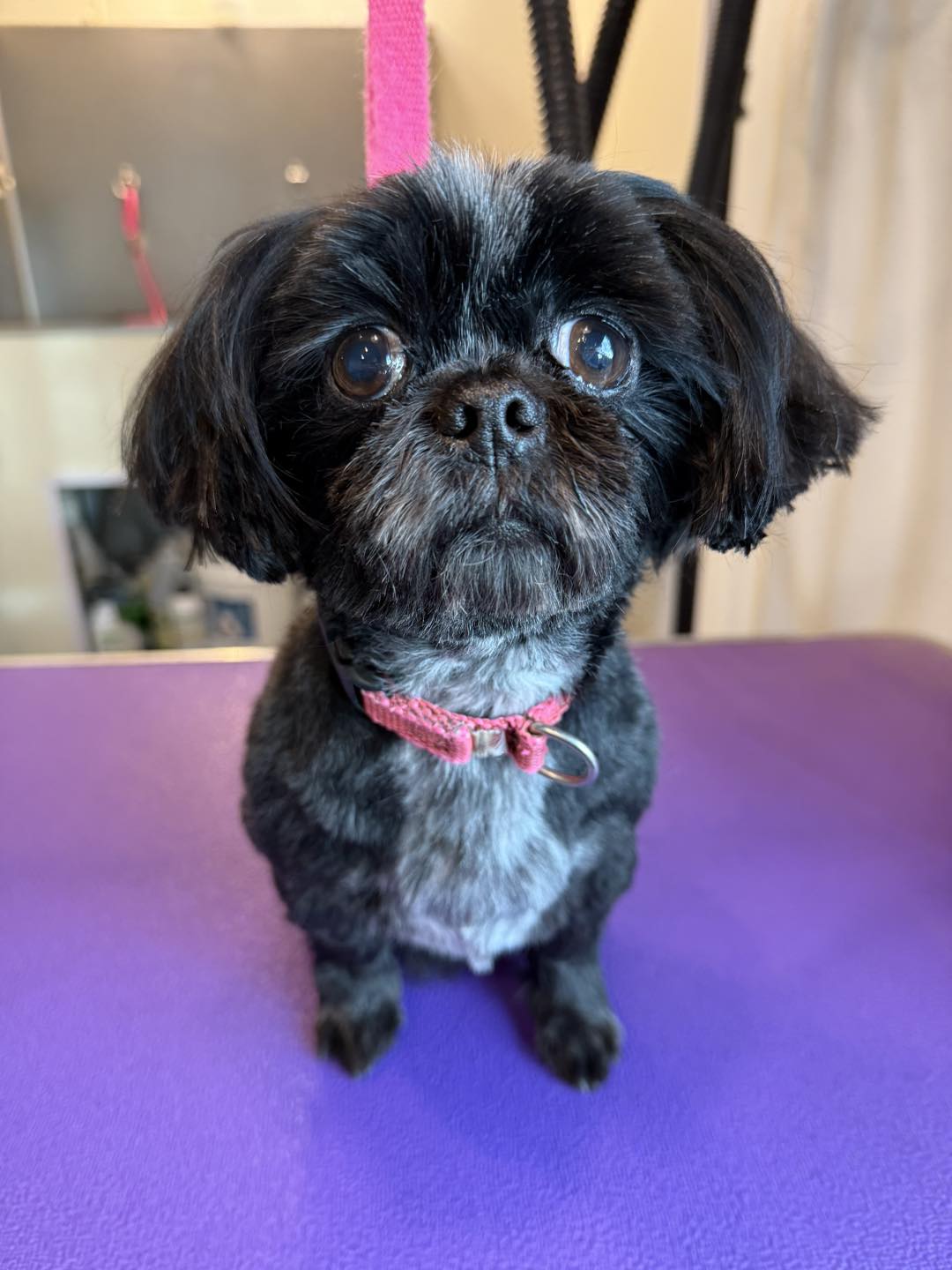 Shoreline Pets, LLC Two Rivers