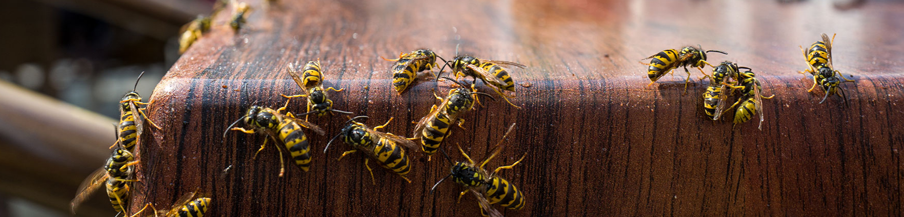 Lakeside Pest Control Llc.