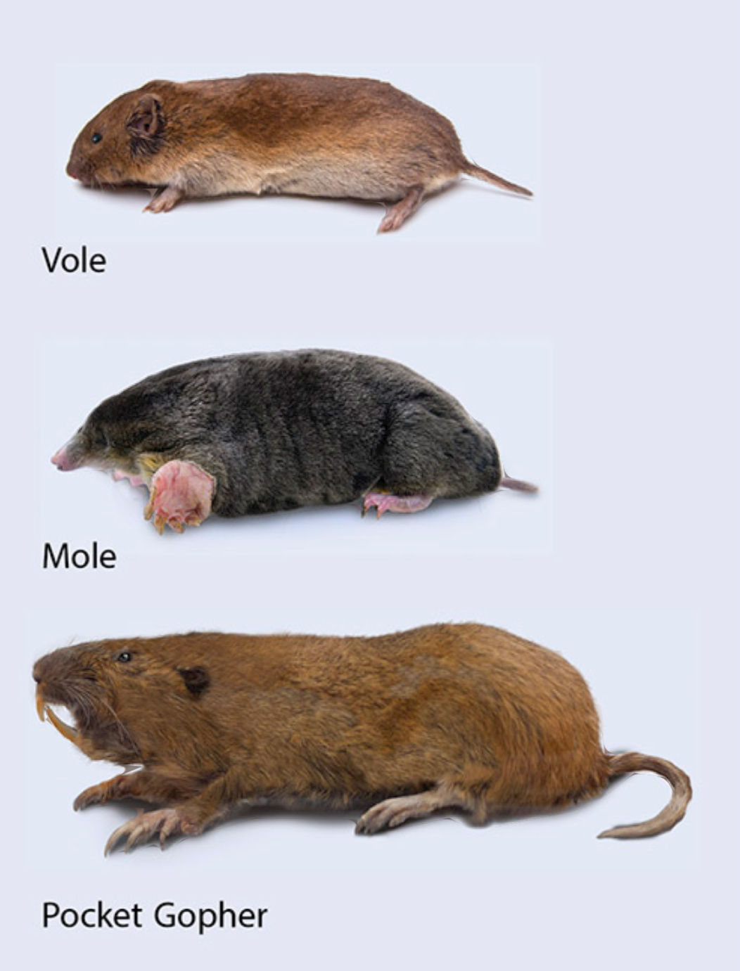 Lakeside Pest Control Llc.