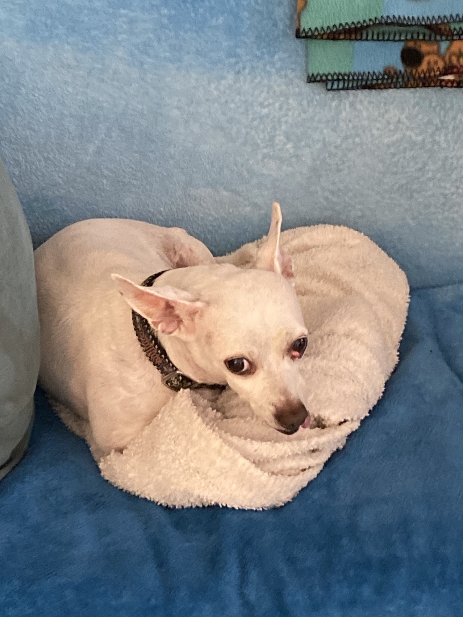 Verona Veterinary Medical Service, S.C. Verona