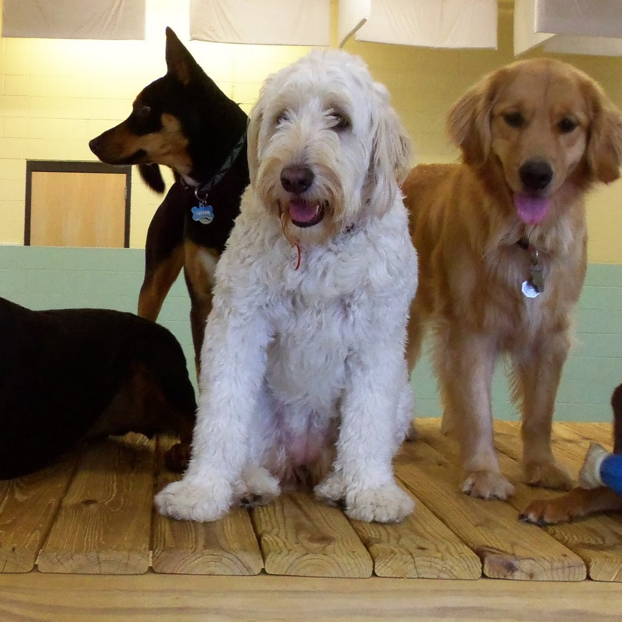 TailWaggers Doggy Daycare Verona