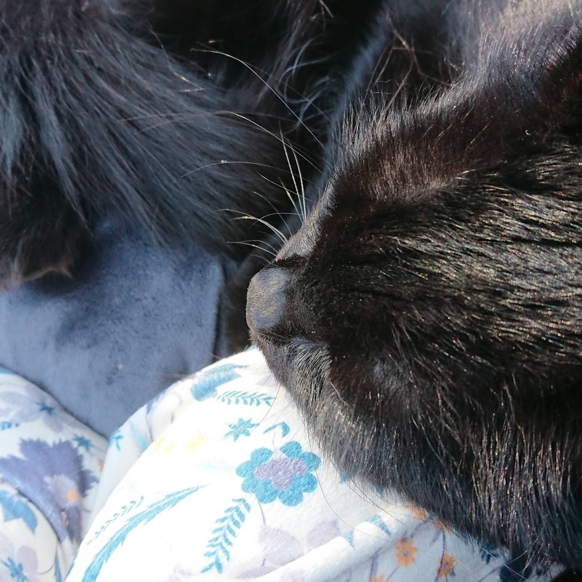 Ridge to Rivers Animal Clinic, LLC Viroqua