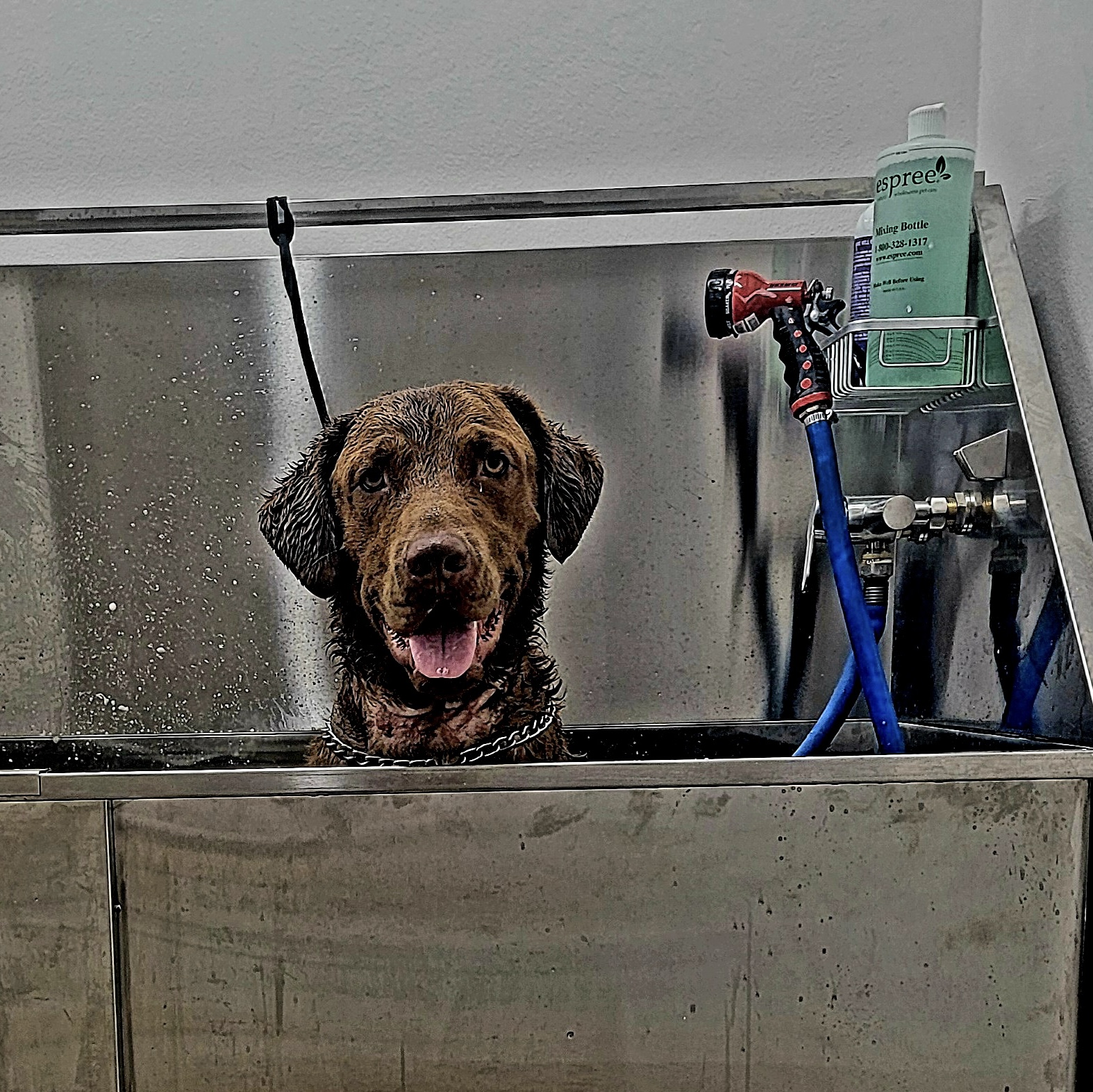 Washburn Dogsenter Washburn